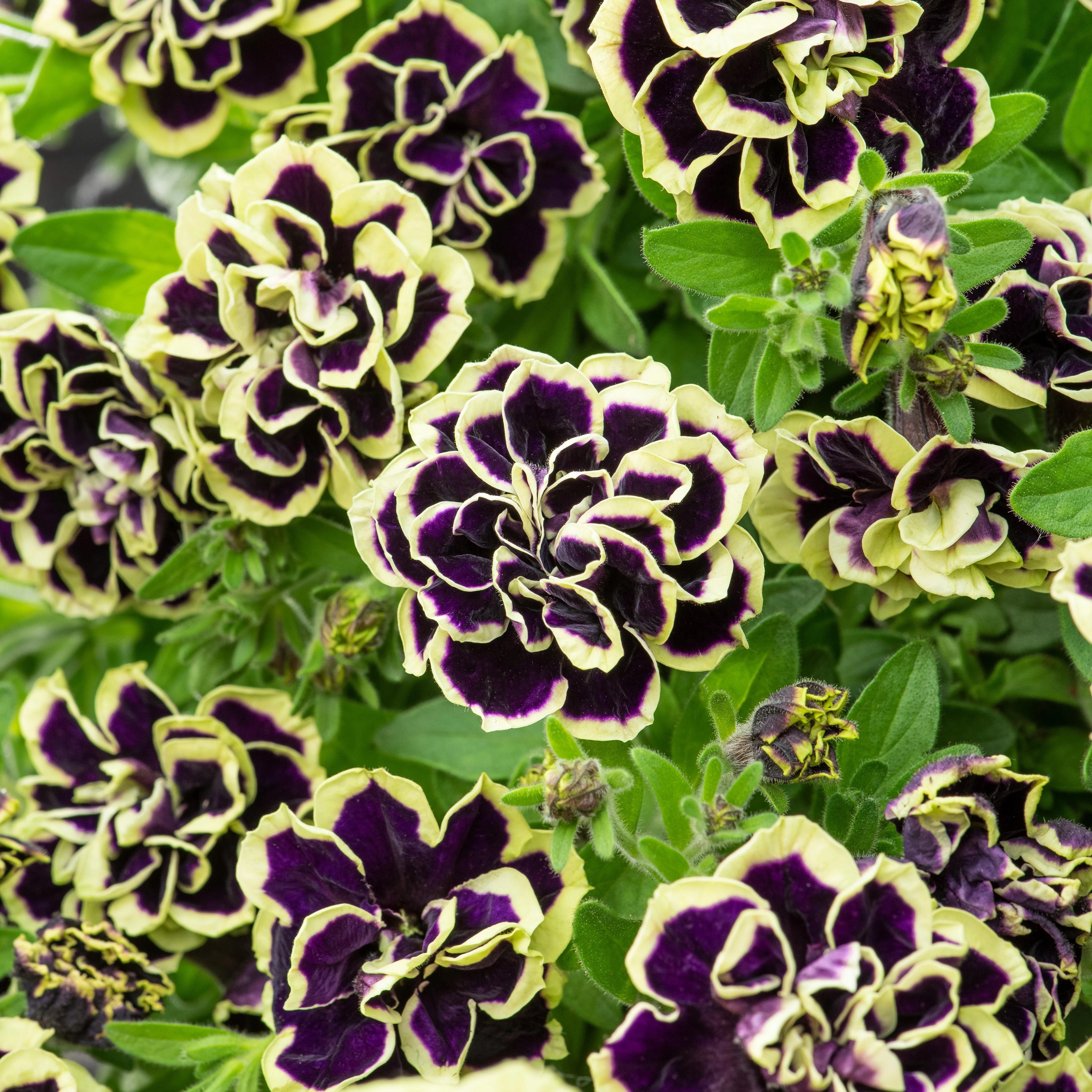 Gevulde Petunia zwart-geel(x2) - Image 2