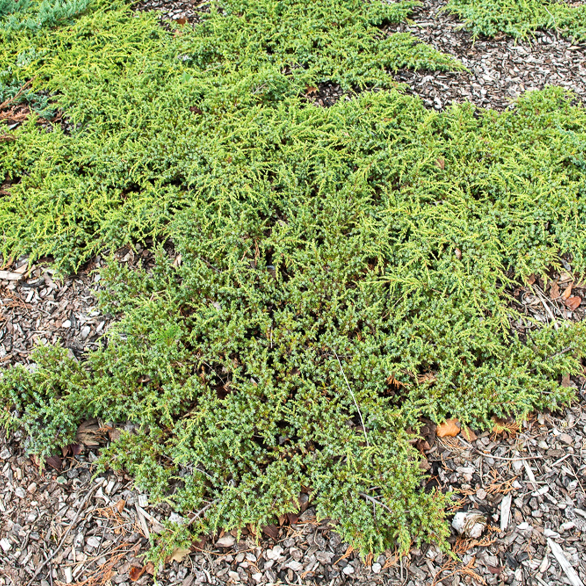 Gewone jeneverbes Green Carpet - Image 2