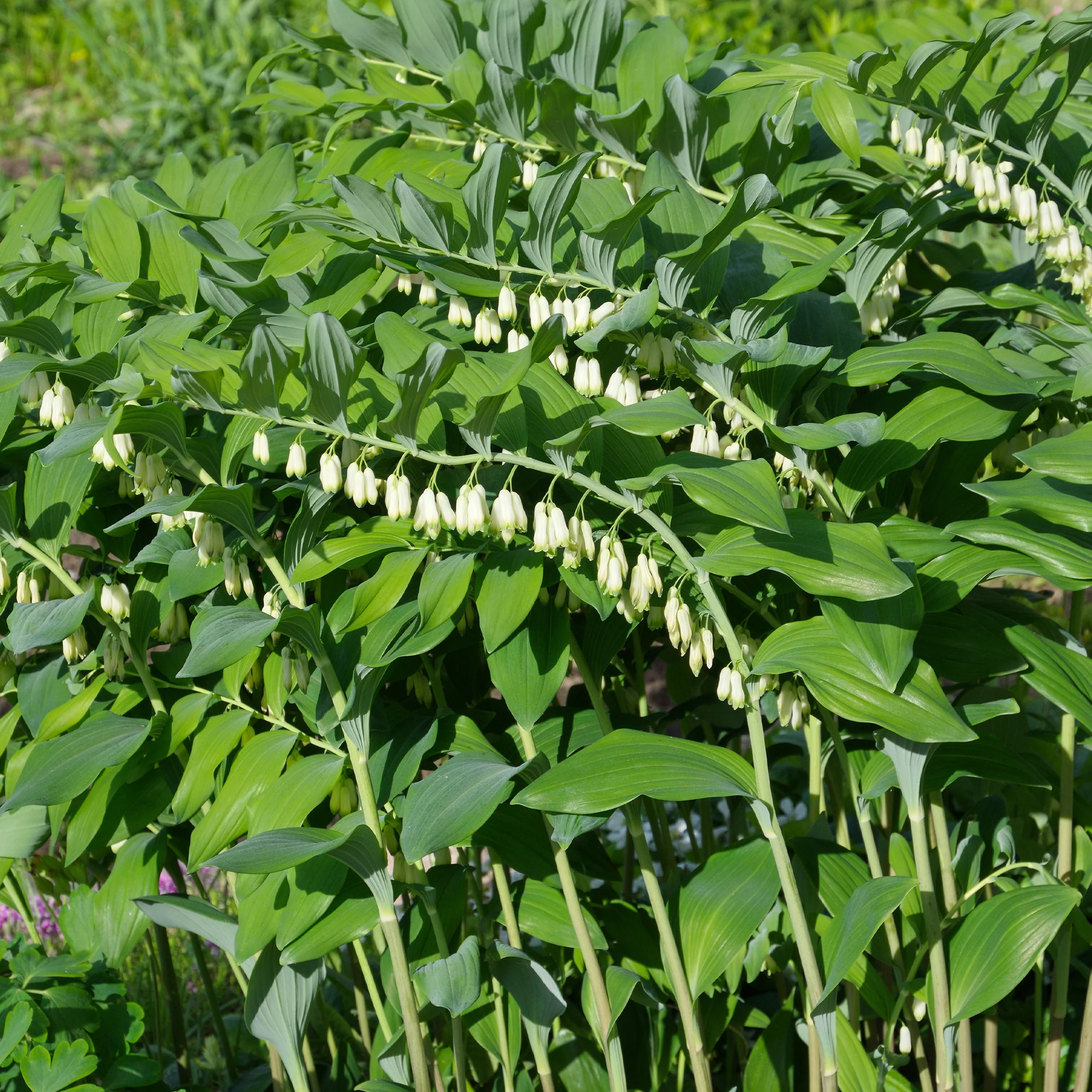 Gewone salomonszegel