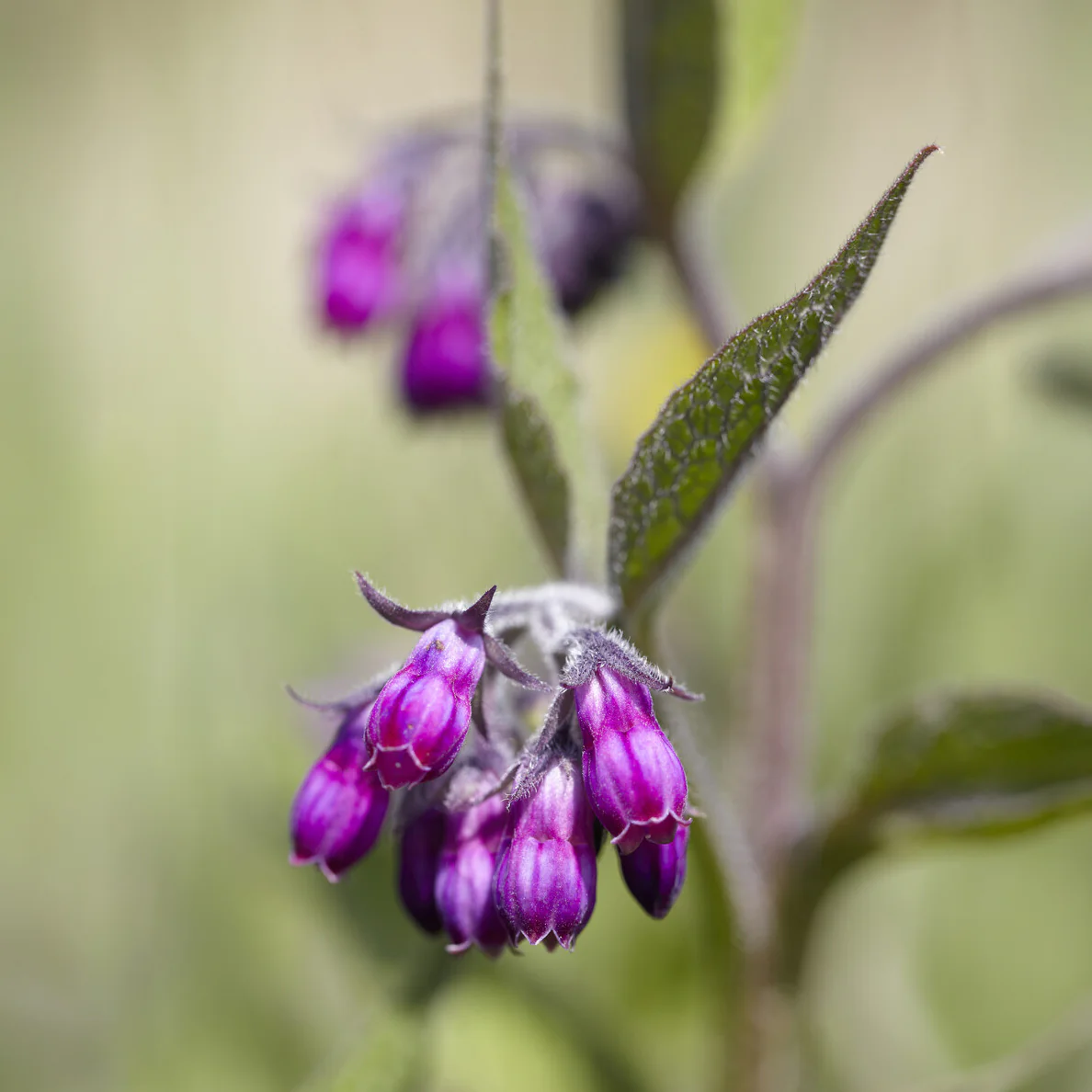 Gewone smeerwortel - Image 3