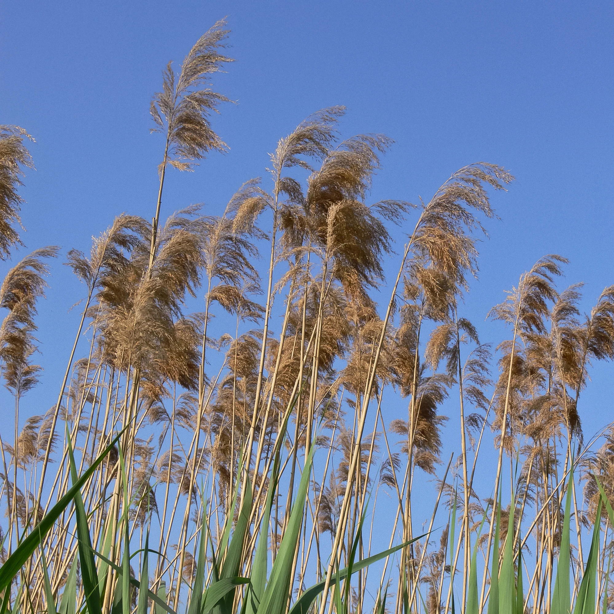 Gewoon riet - Image 2