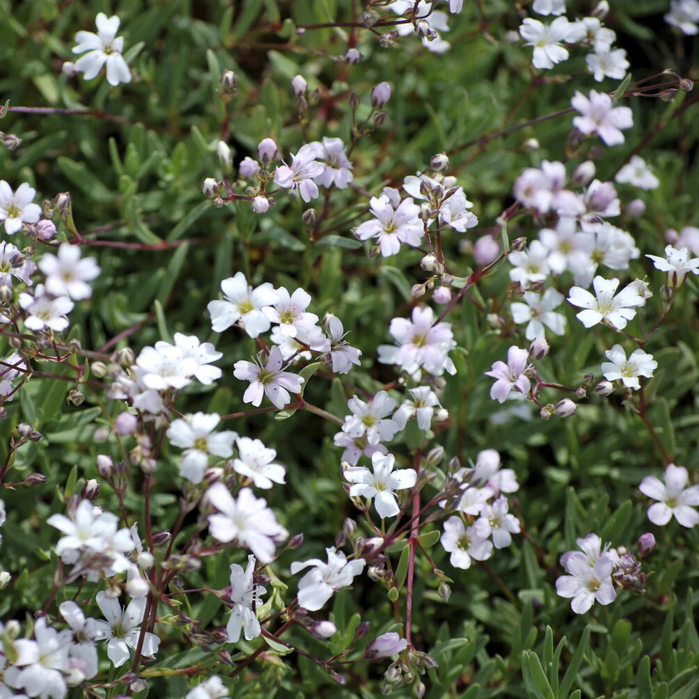 Gipskruid Alba