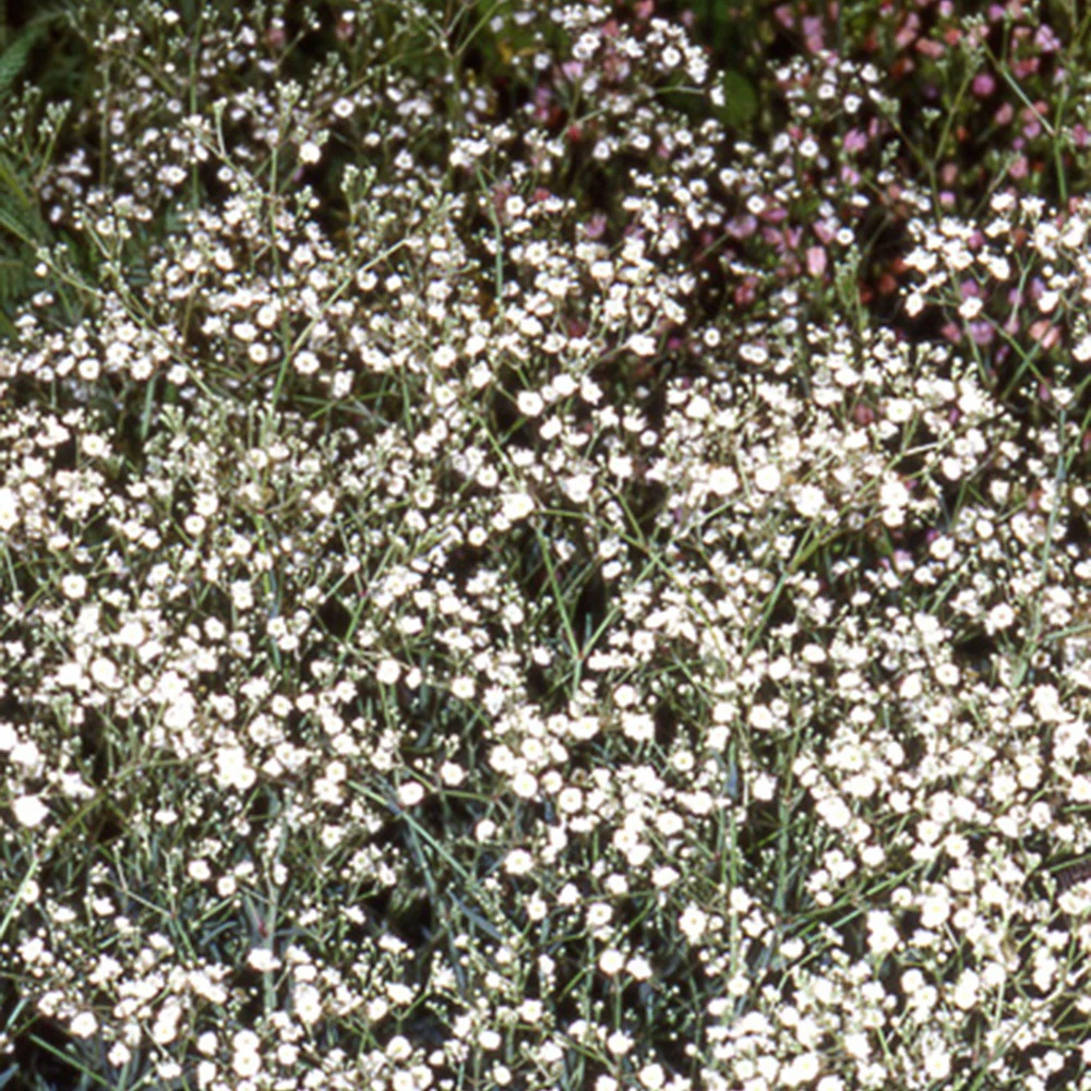 Gipskruid 'Bristol Fairy'