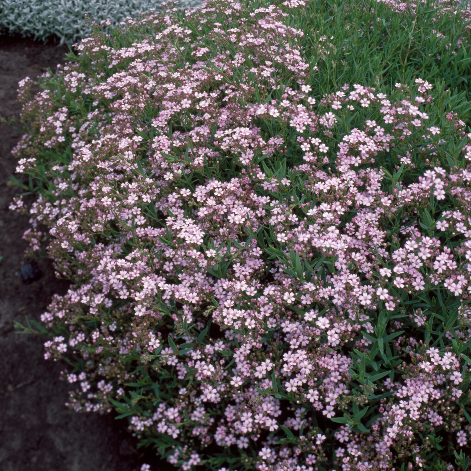 Gipskruid Rosea