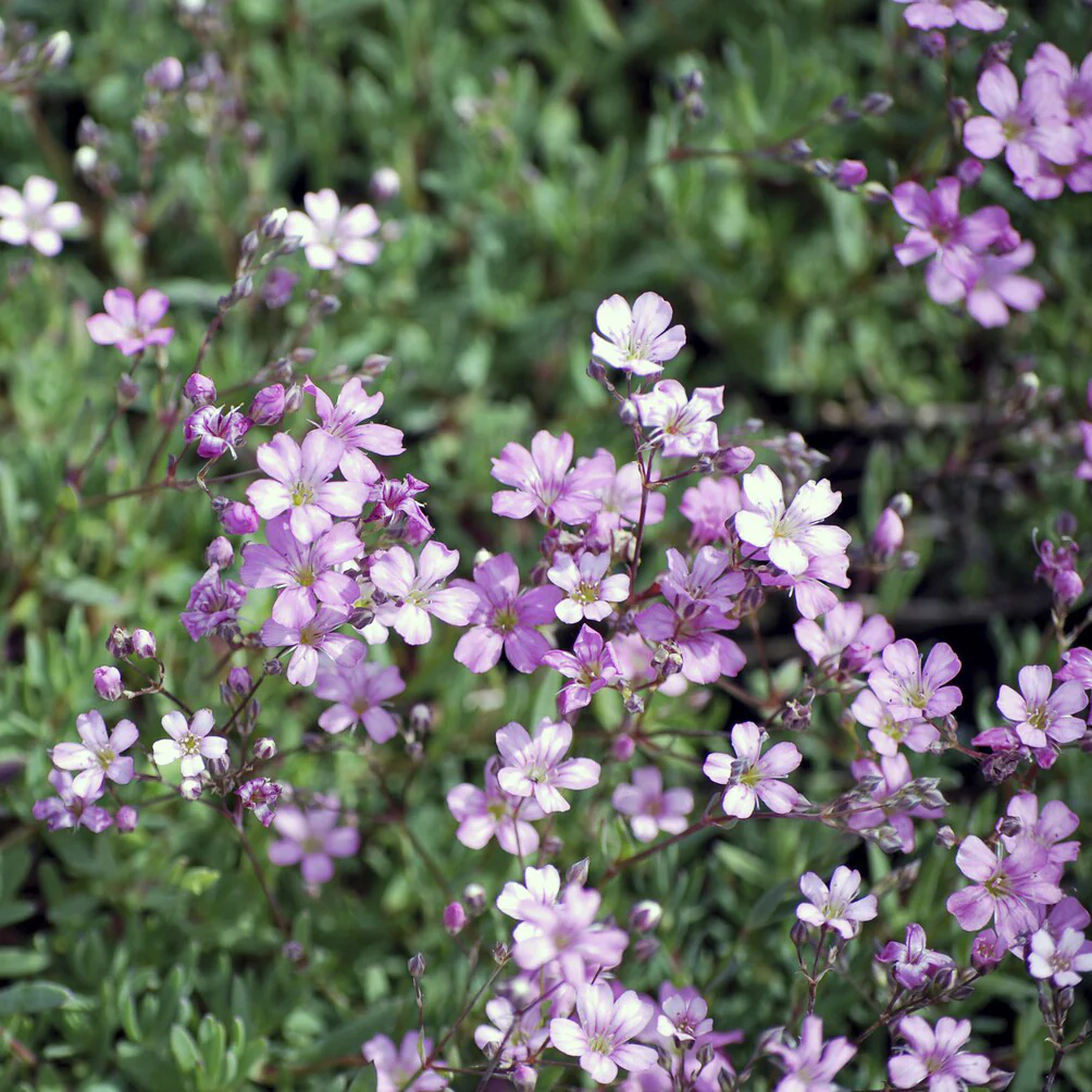 Gipskruid Rosea - Image 2