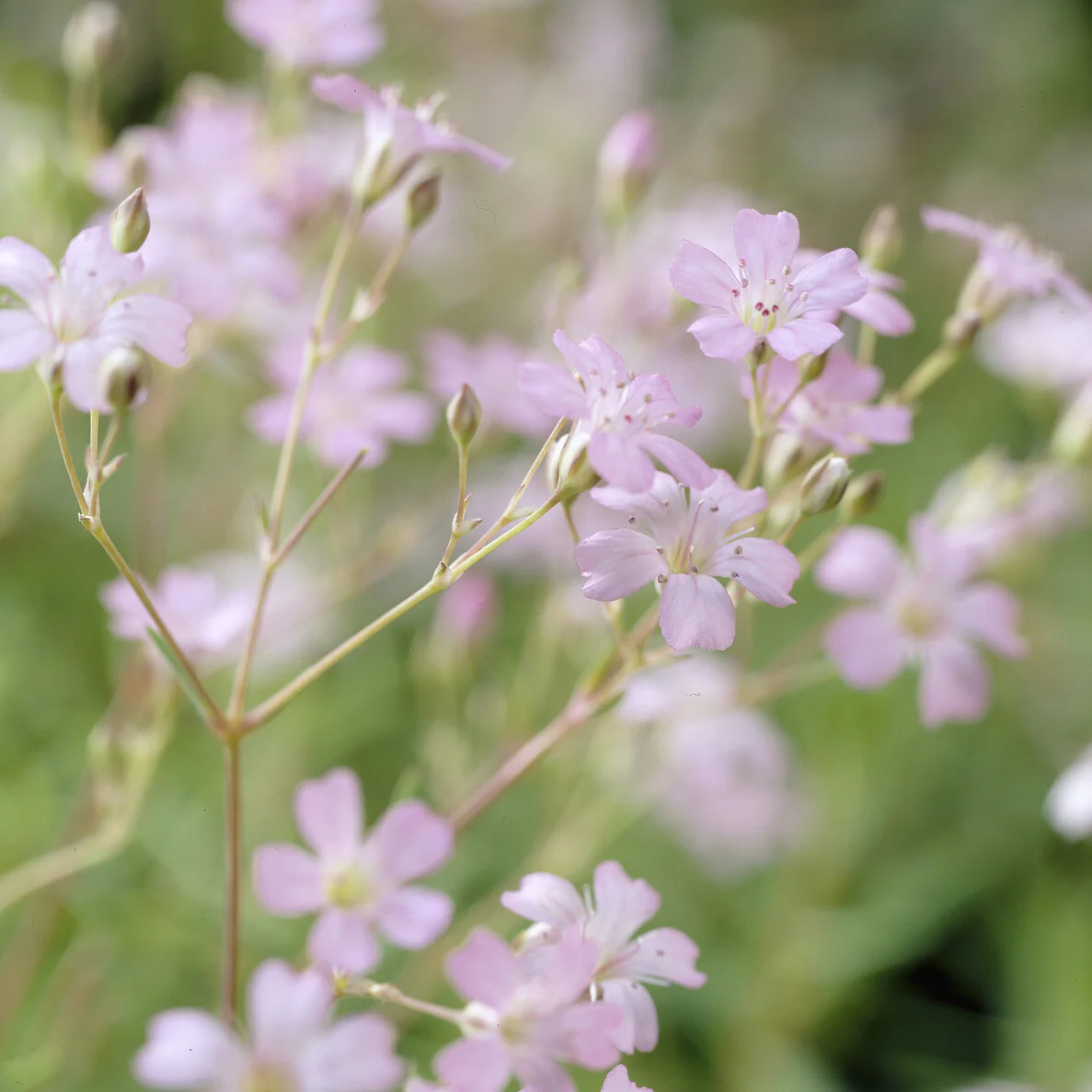 Gipskruid Rosea - Image 3