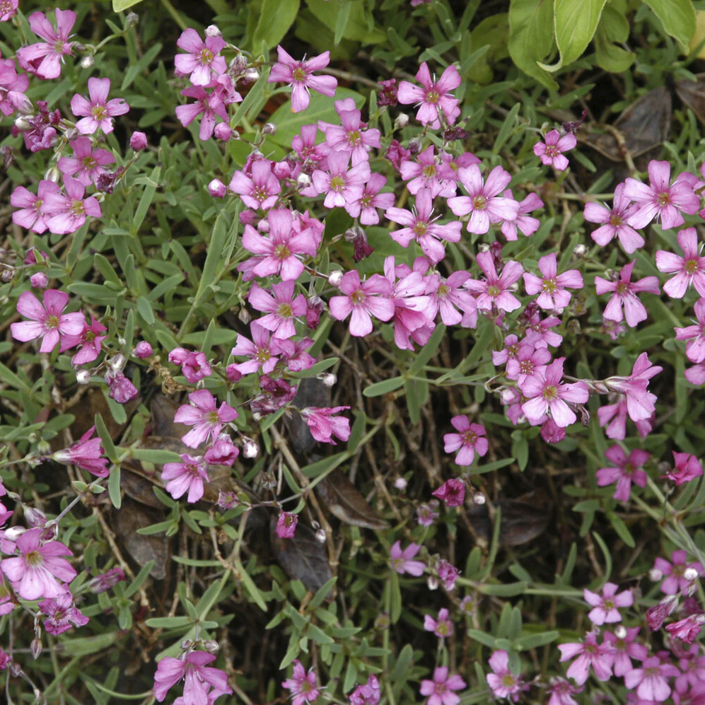 Gipskruid Rosea - Image 4