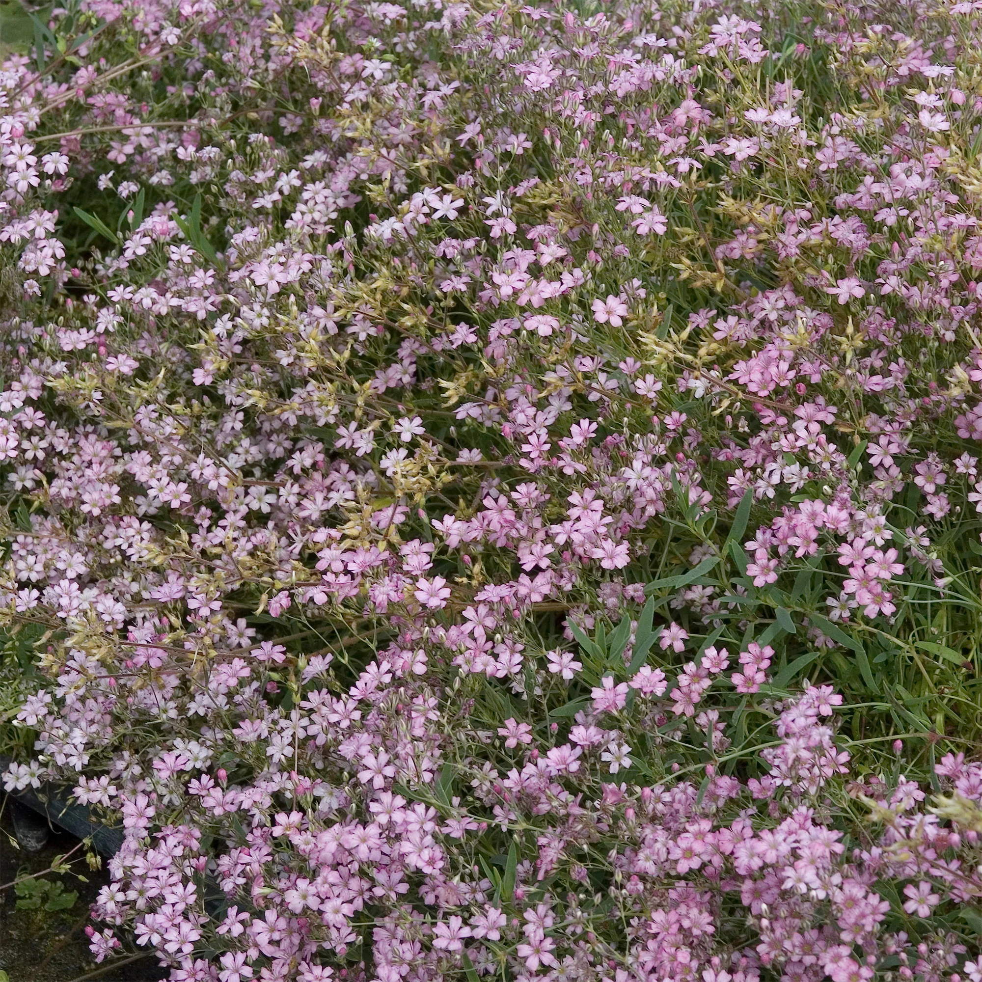 Gipskruid Rosea - Image 5