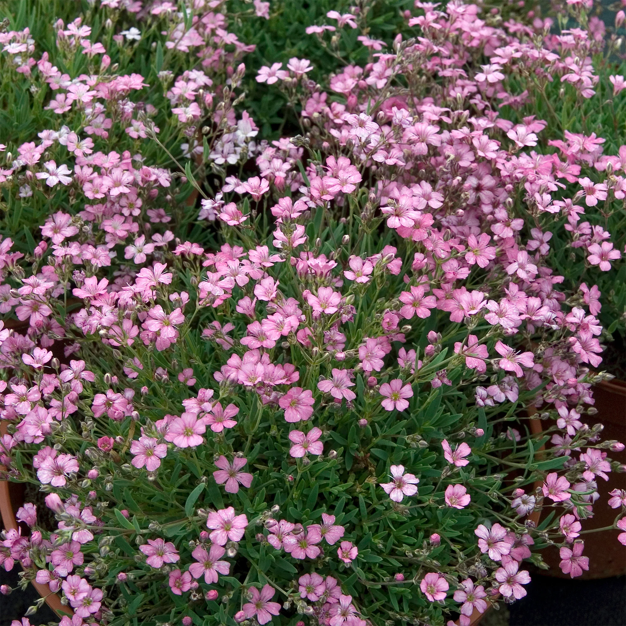 Gipskruid Rosea - Image 6