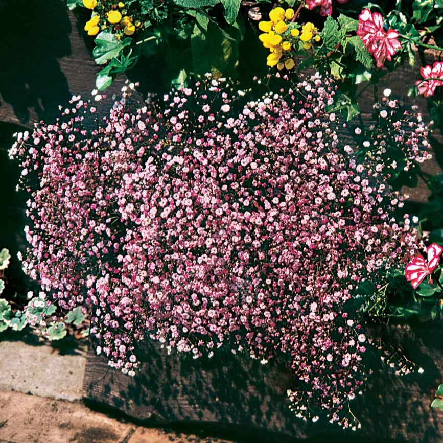 Gipskruid 'Rosea' (x3)