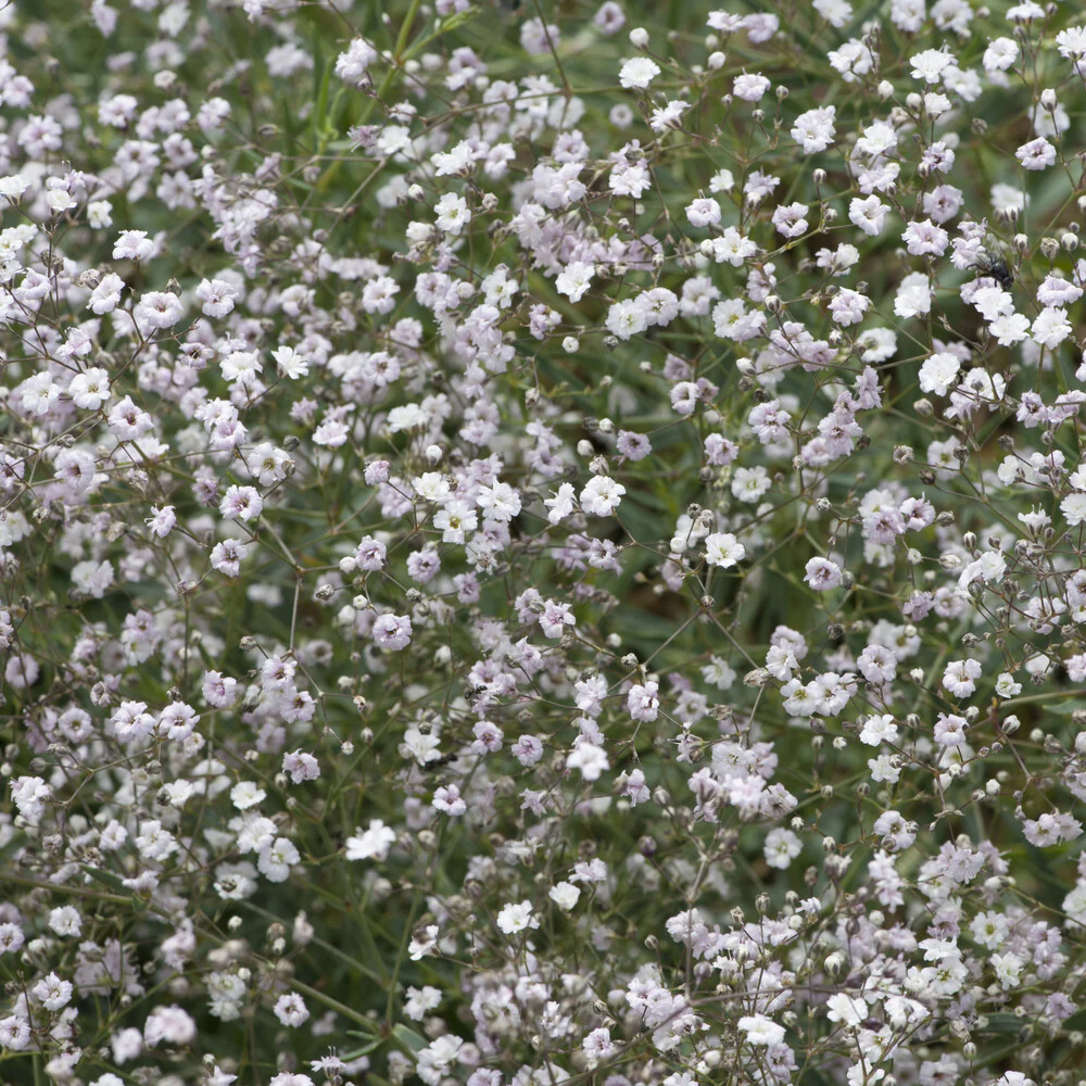 Gipskruid Rosenschleier