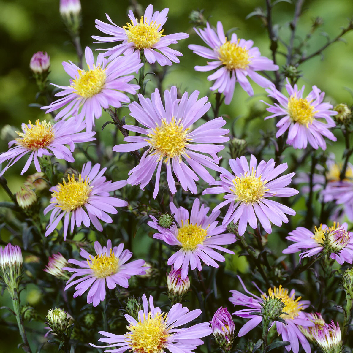 Gladde Aster - Image 2