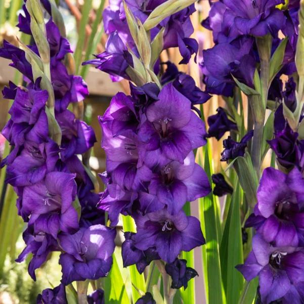 Gladiolen Flora