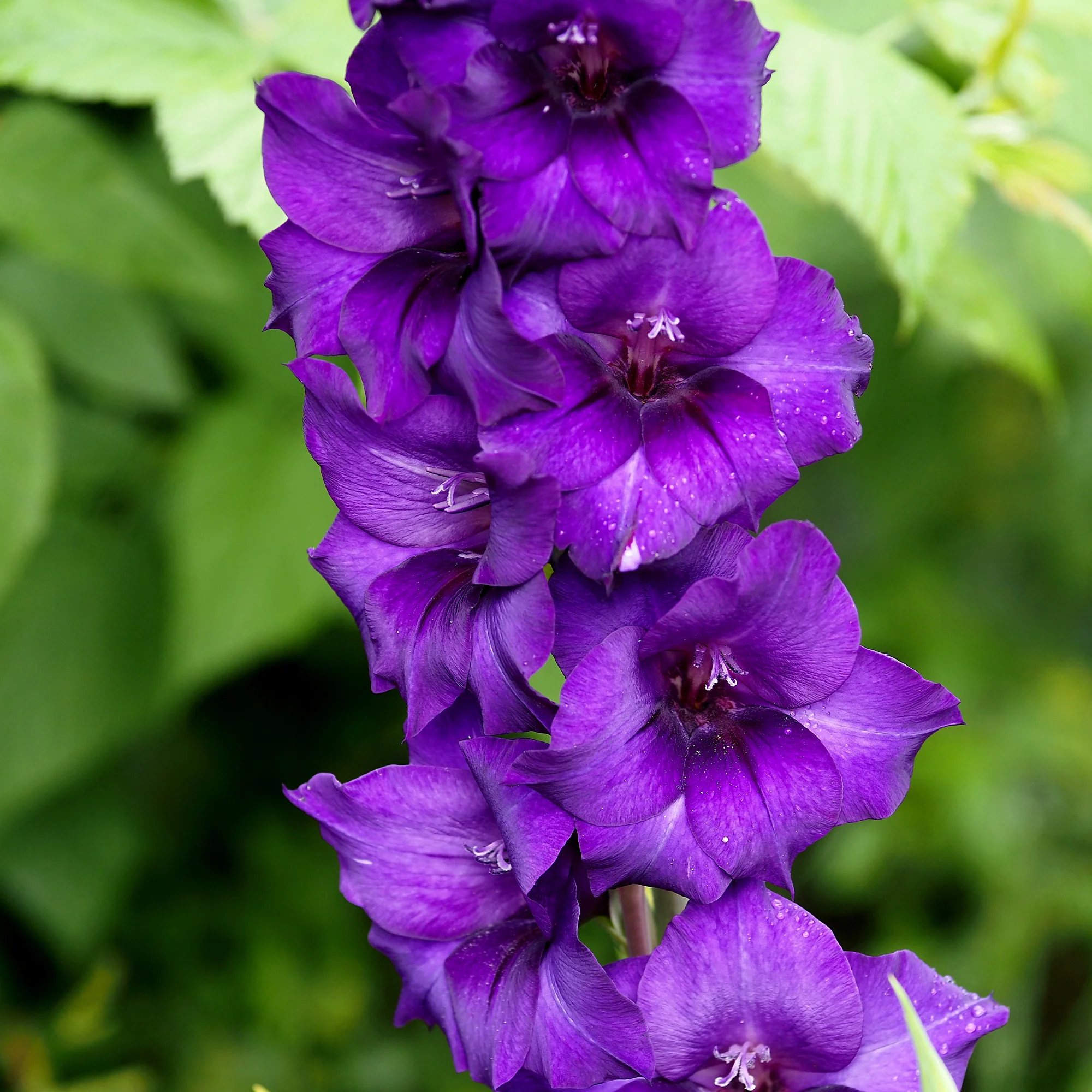 Gladiolen Flora - Image 2