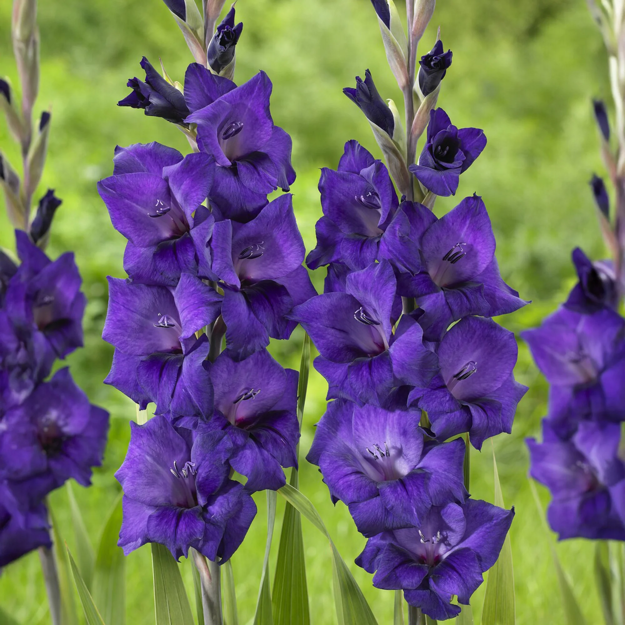 Gladiolen Flora - Image 3