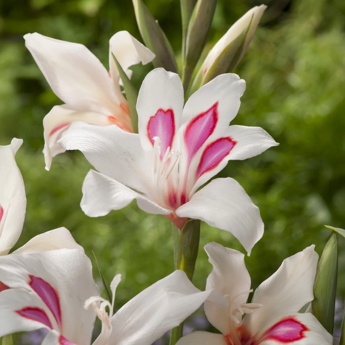 Gladiolus nanus Prins Claus (x15)