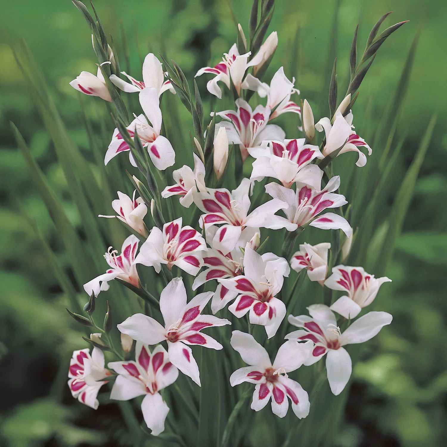 Gladiolus nanus Prins Claus (x15) - Image 2