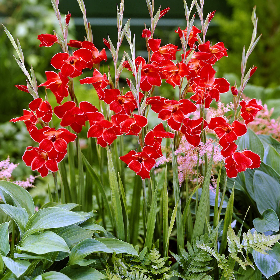 Gladiolus primulinus Atom kleinbloemig (x15)