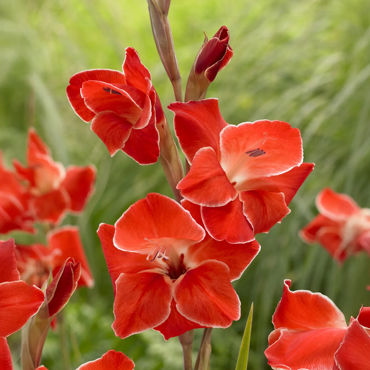 Gladiolus primulinus Atom kleinbloemig (x15) - Image 2