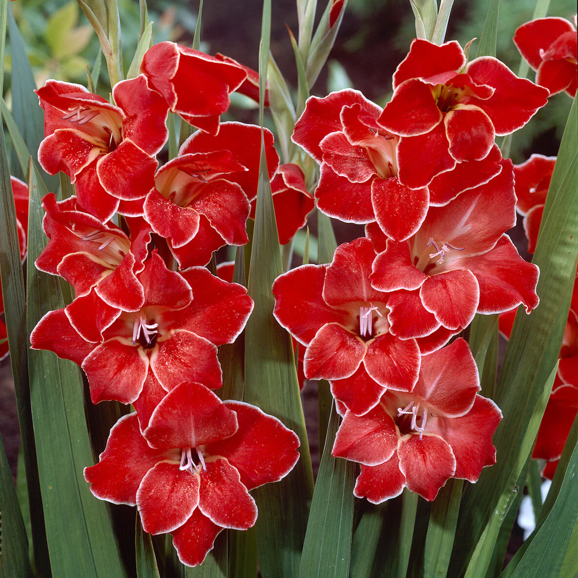 Gladiolus primulinus Atom kleinbloemig (x15) - Image 3