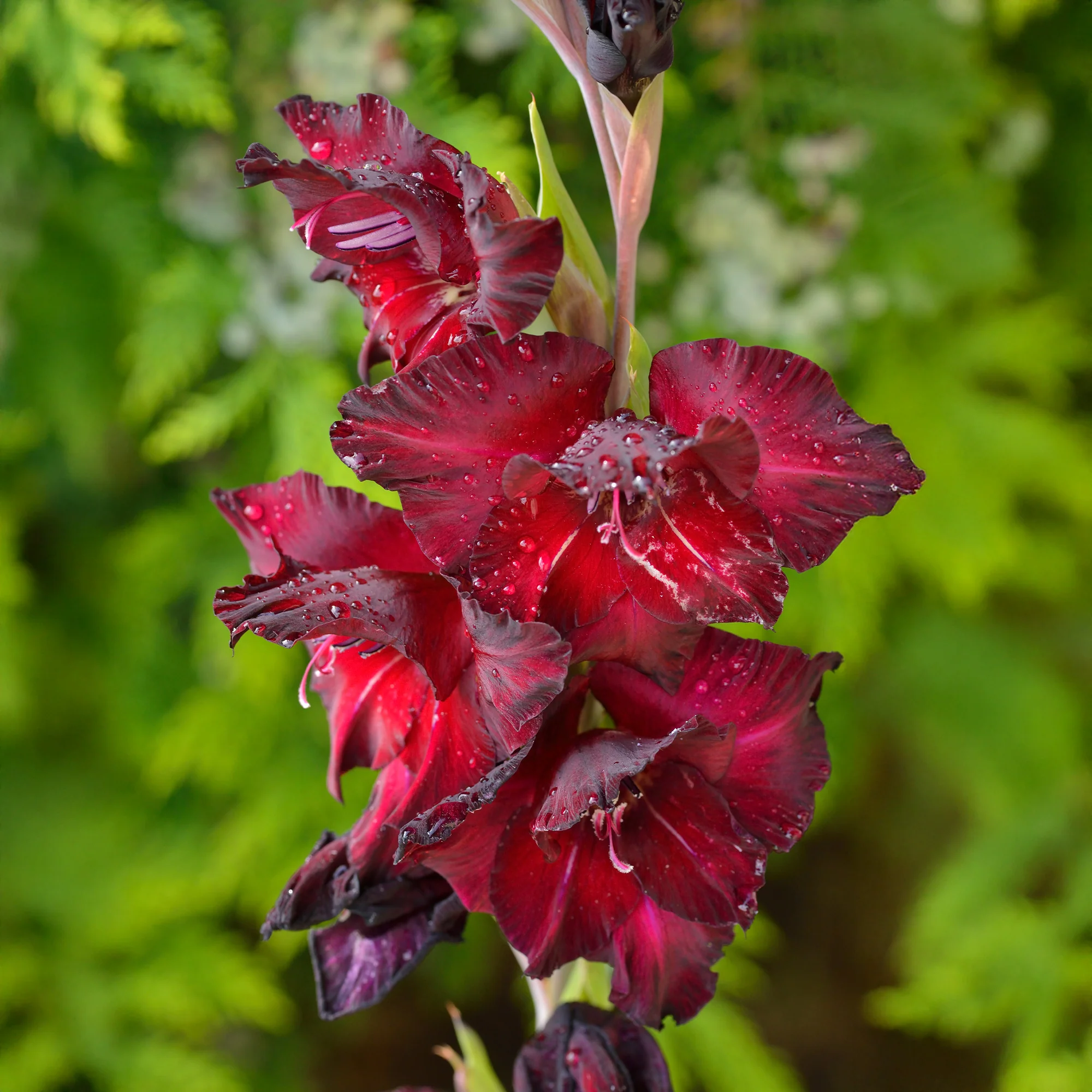 Gladiool Black Surprise (x25)