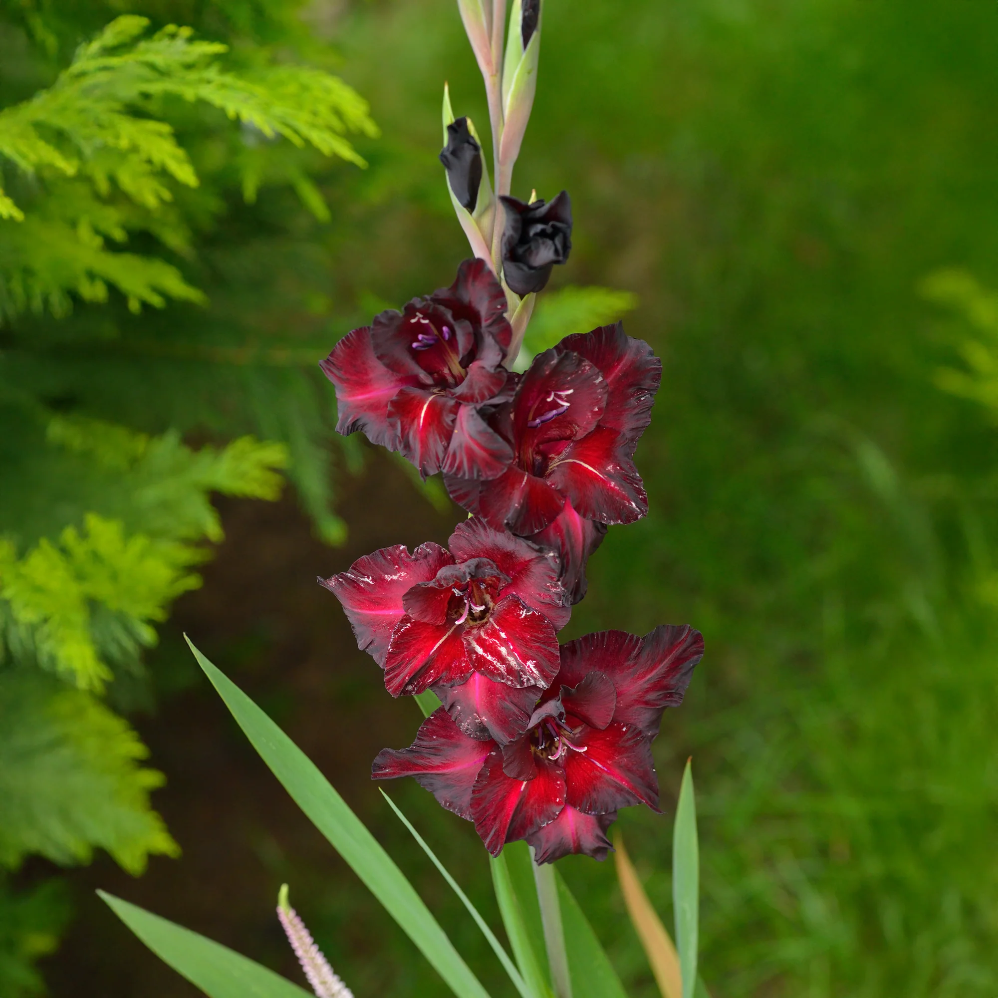 Gladiool Black Surprise (x25) - Image 2