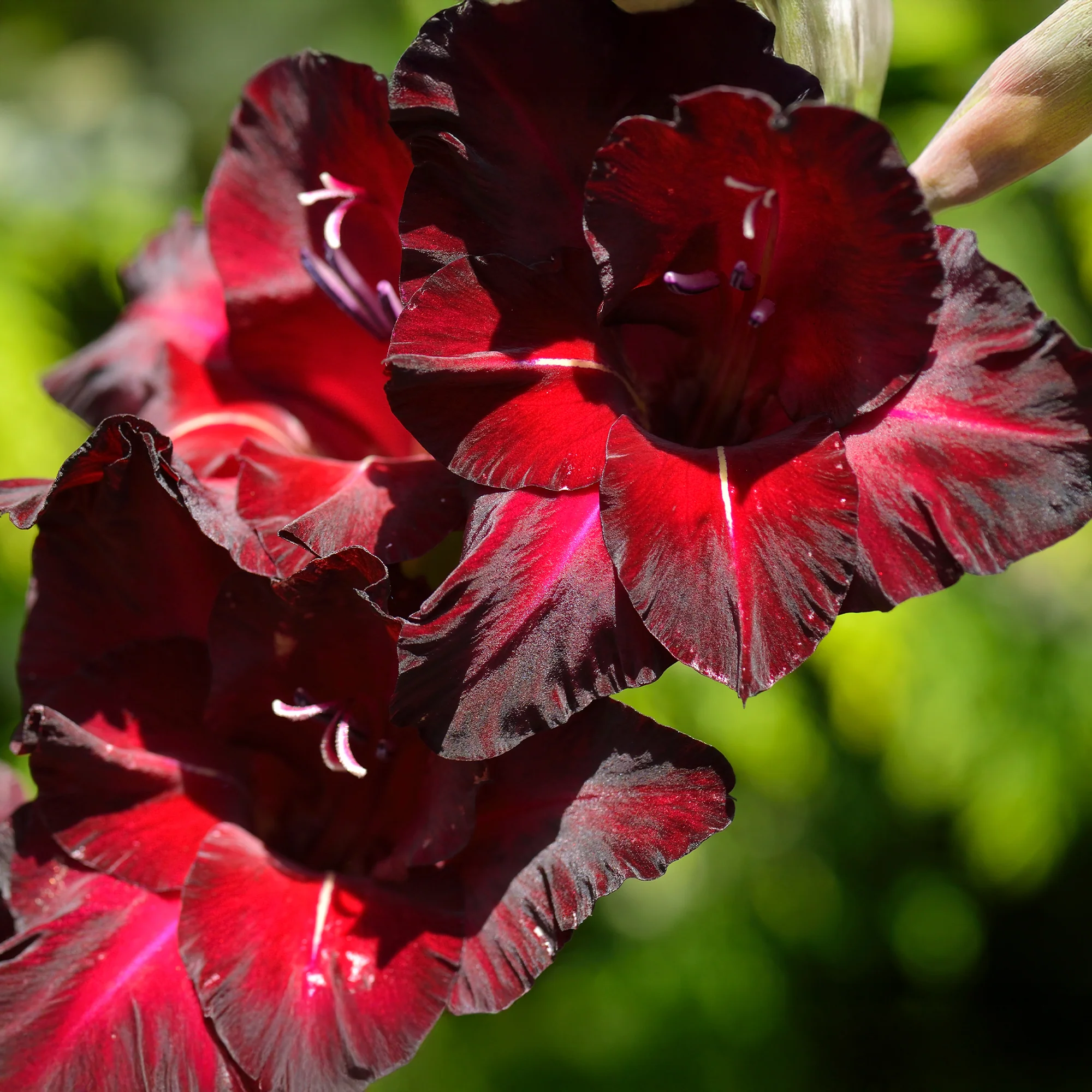 Gladiool Black Surprise (x25) - Image 3