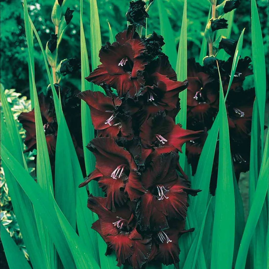 Gladiool Black Surprise (x25) - Image 4