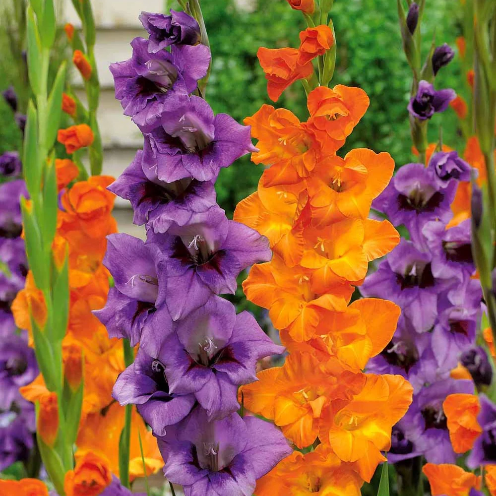 Gladiool 'Blue Star Merry' (x20)