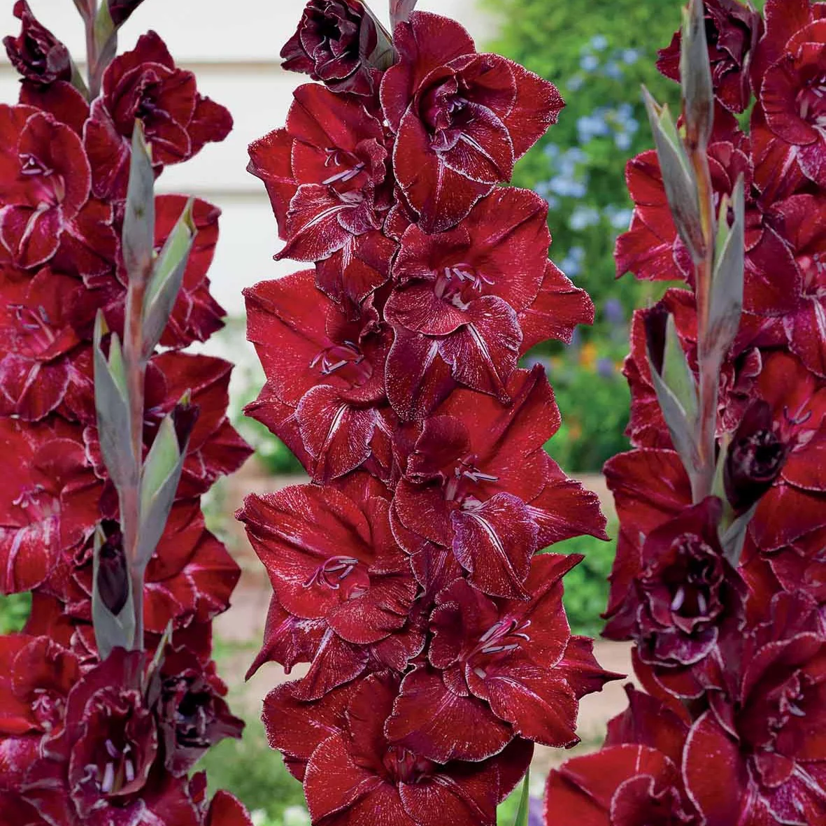 Gladiool 'Merlot Ice' (x25)