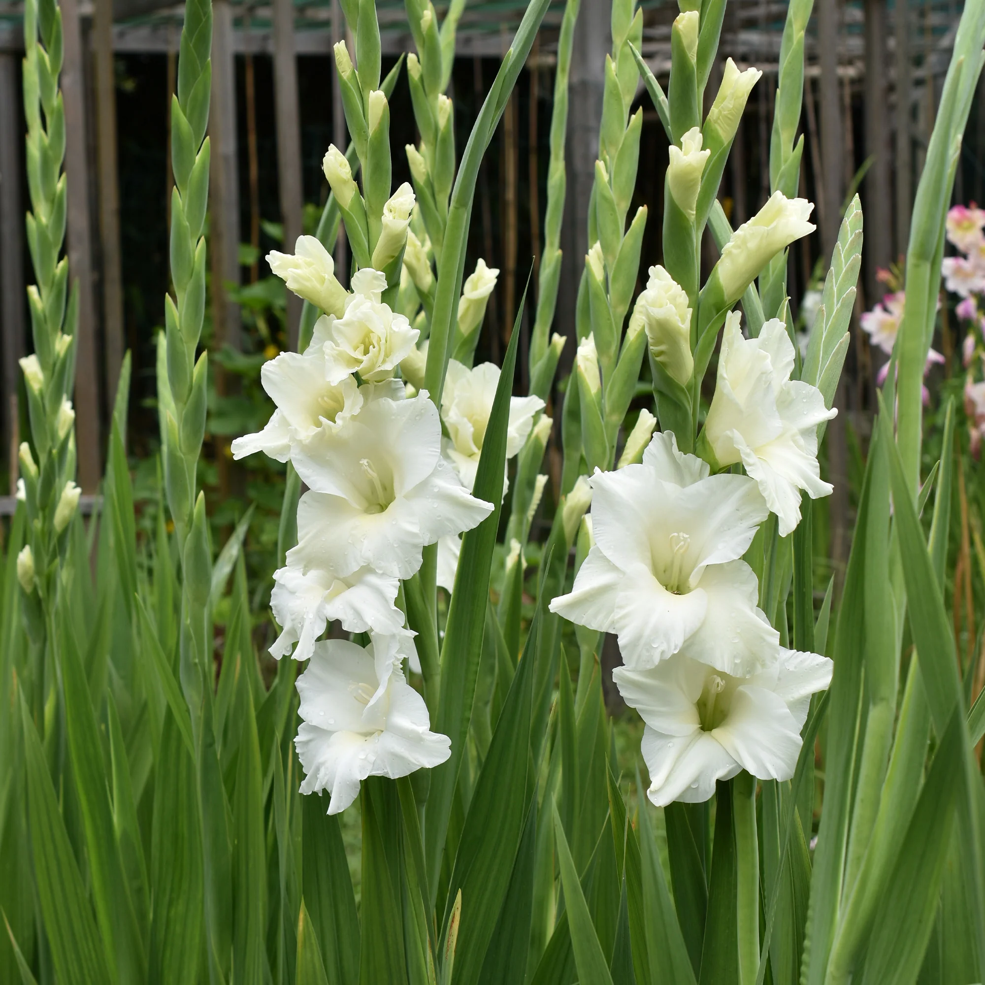 Gladiool 'White Prosperity' (x25)