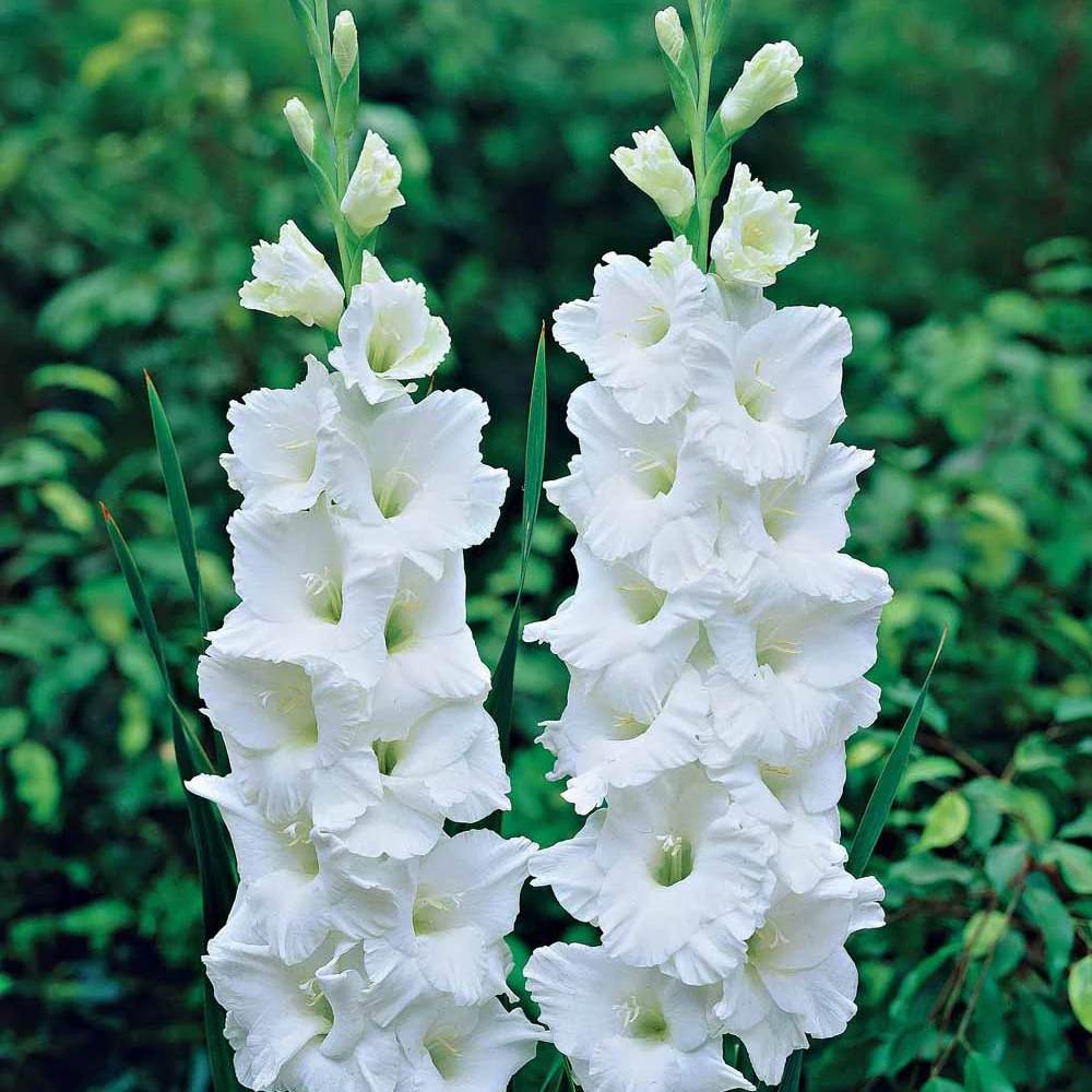 Gladiool 'White Prosperity' (x25) - Image 2