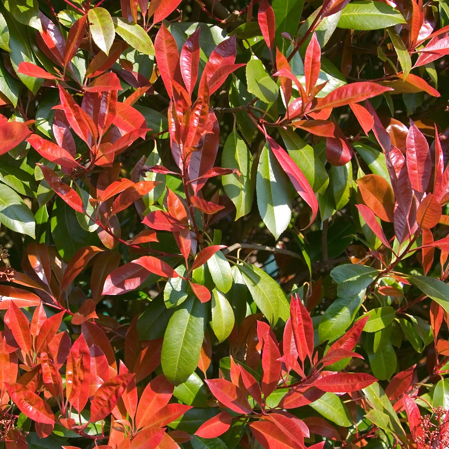 Glansmispel 'Carré Rouge'