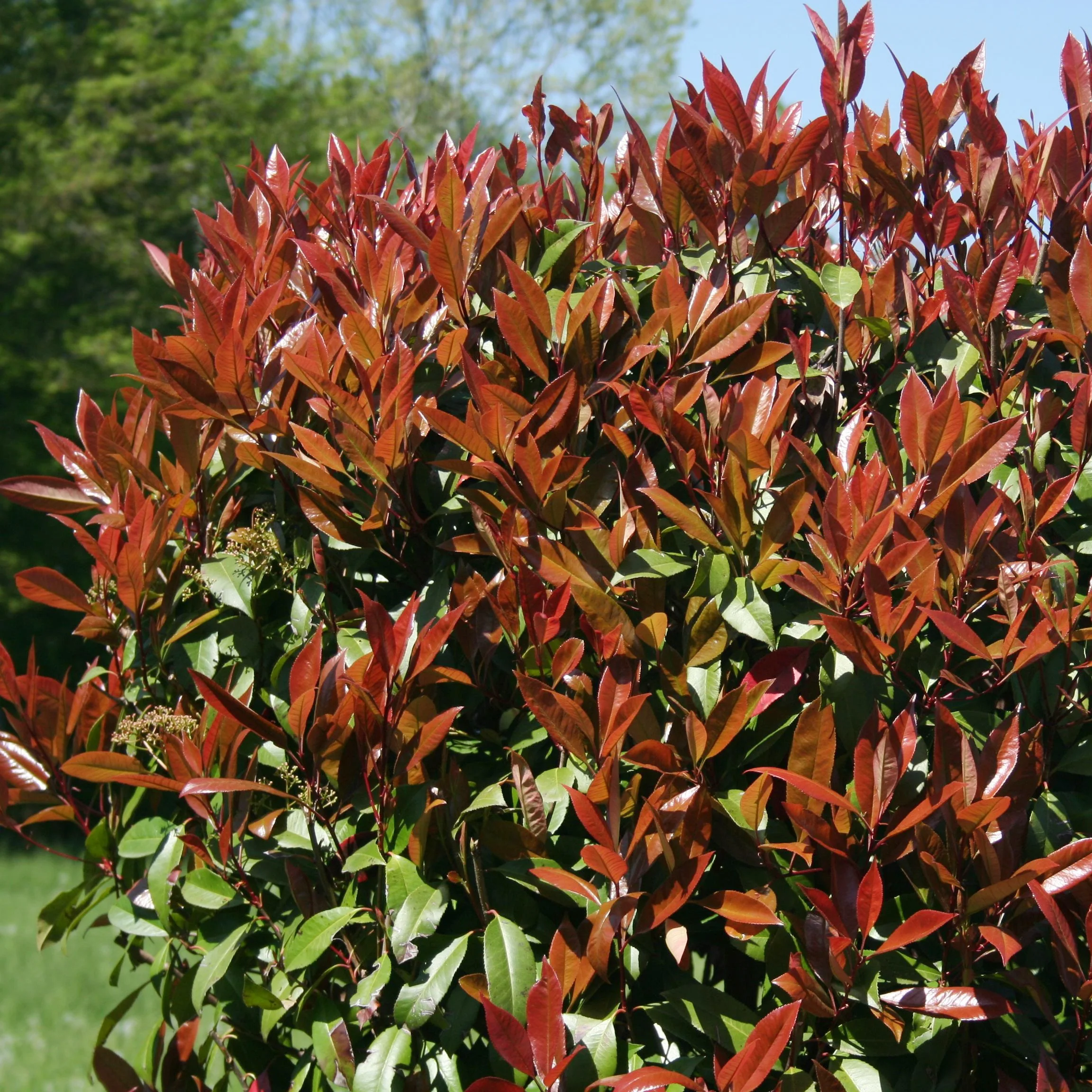 Miniatuur 1