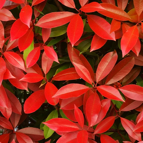 Glansmispel 'Red Robin' 9cm pot - Image 3