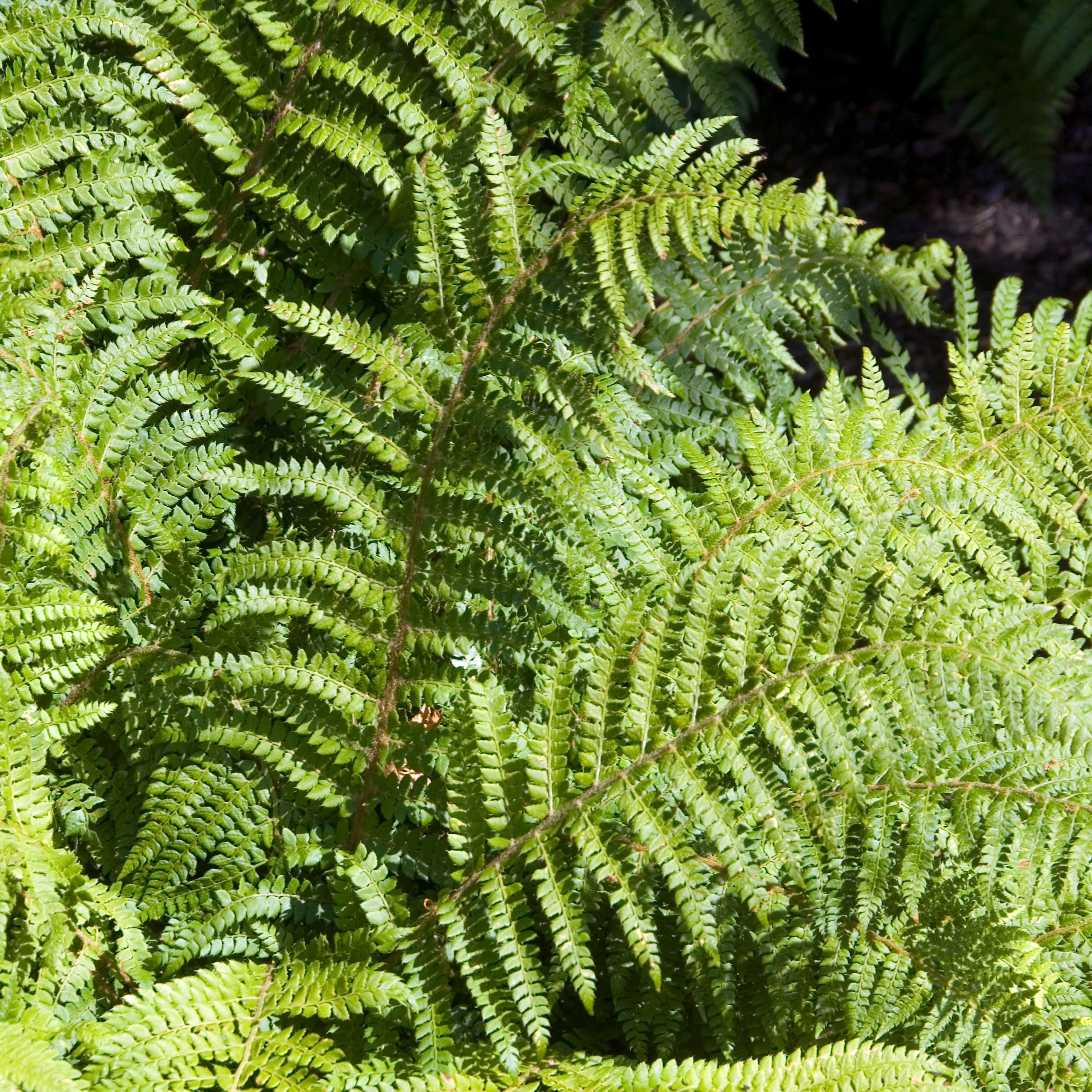 Glansschildvaren - Image 2