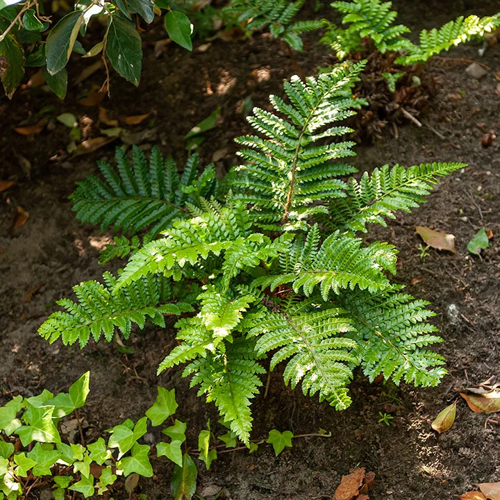 Glansschildvaren - Image 3