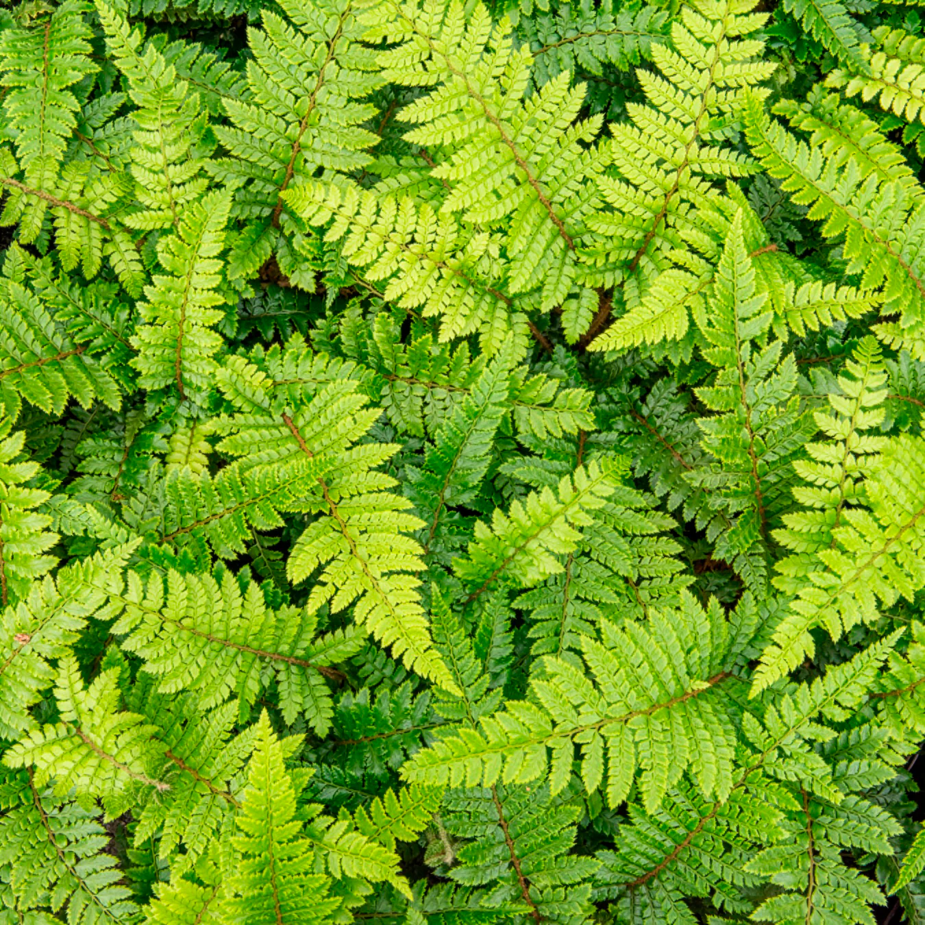 Glansschildvaren - Image 4
