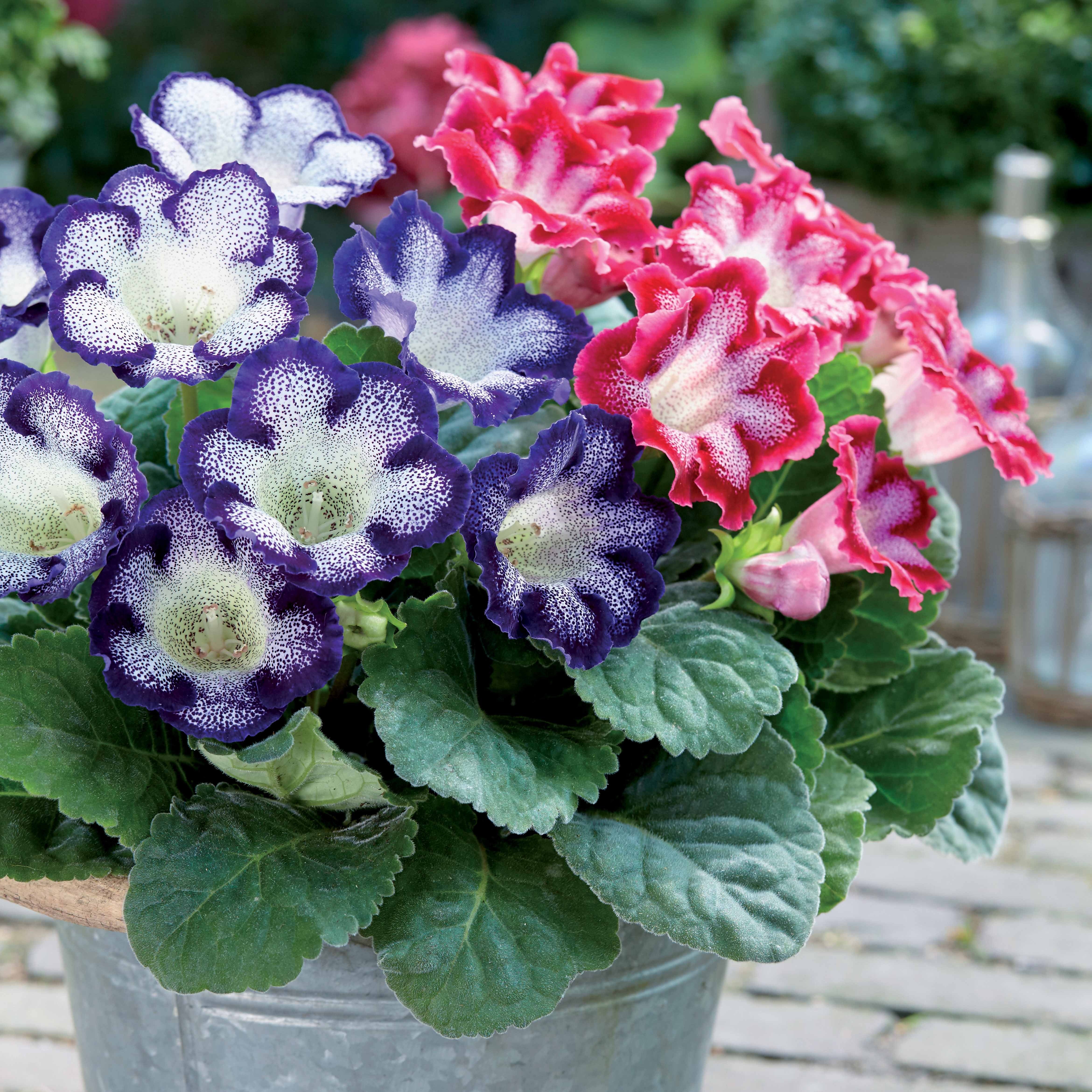 Gloxinia - gevlekt (x2)