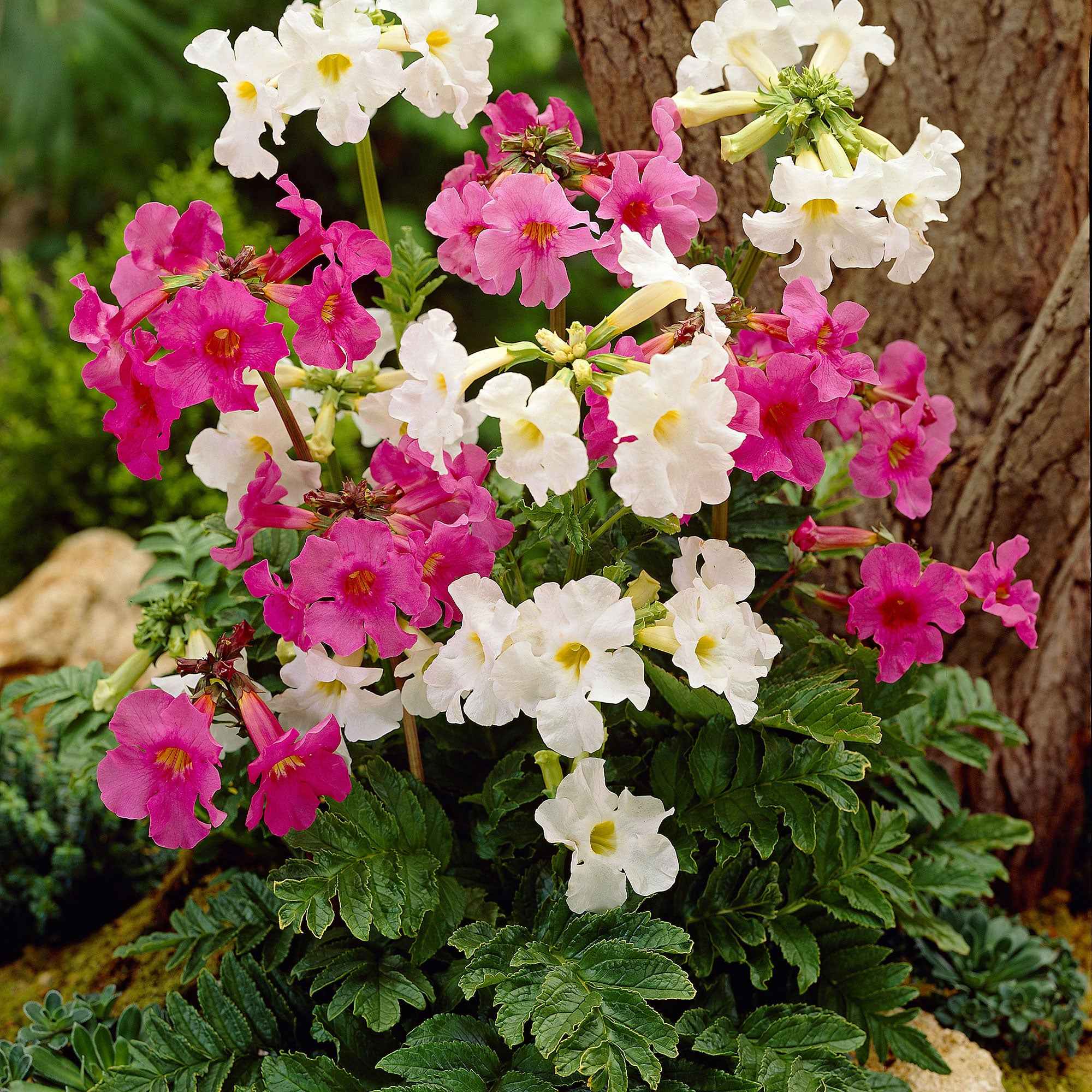 Miniatuur 1
