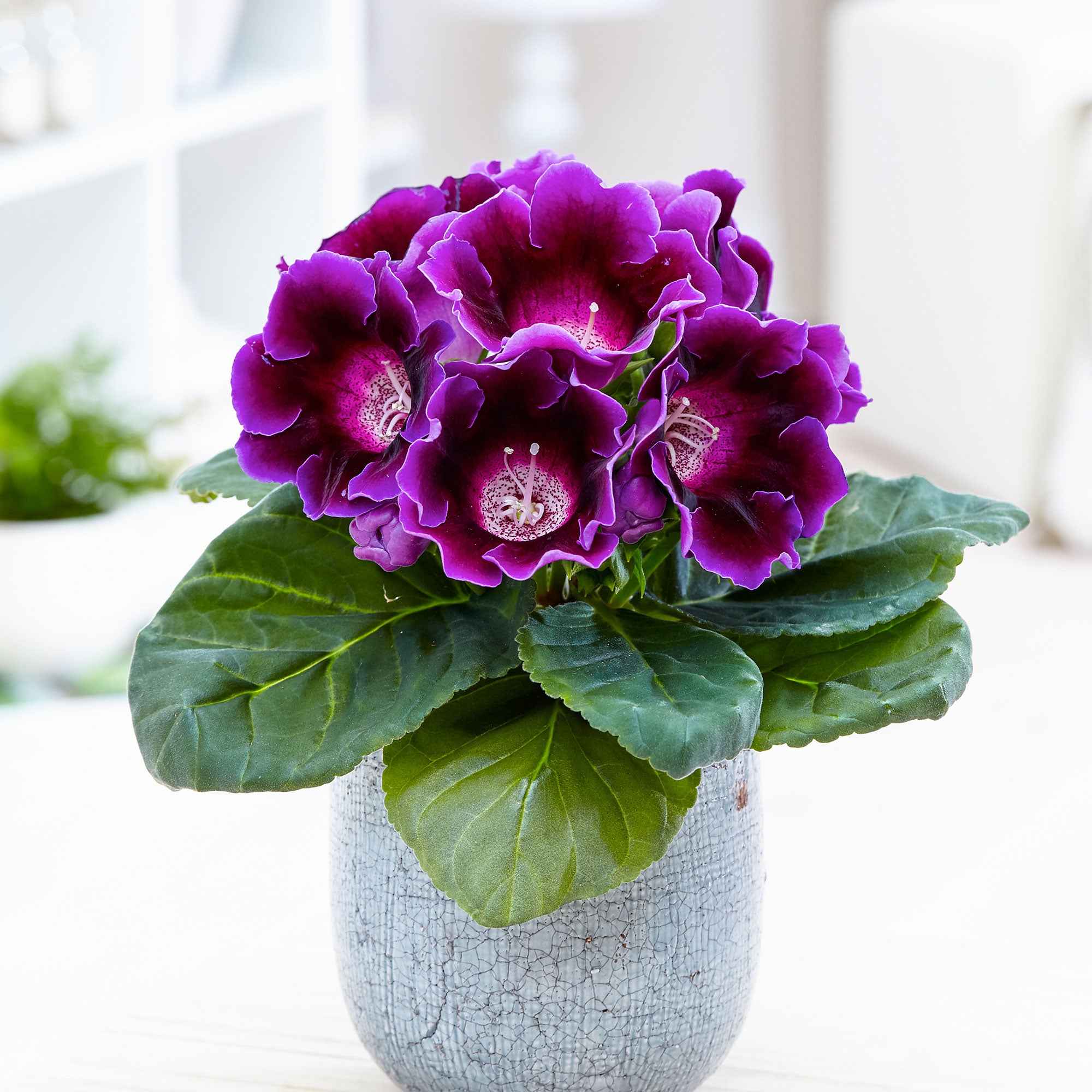 Gloxinia Sinningia speciosa Paars