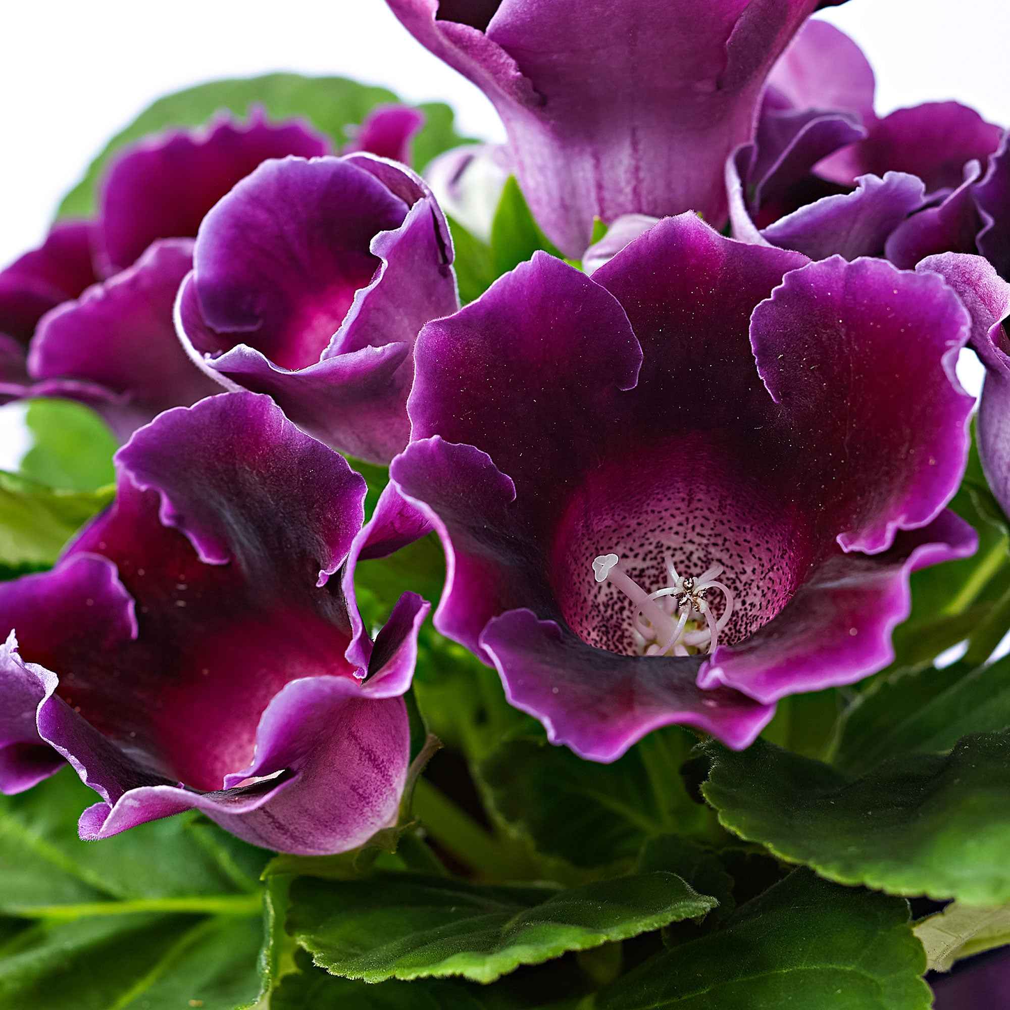 Gloxinia Sinningia speciosa Paars - Image 2