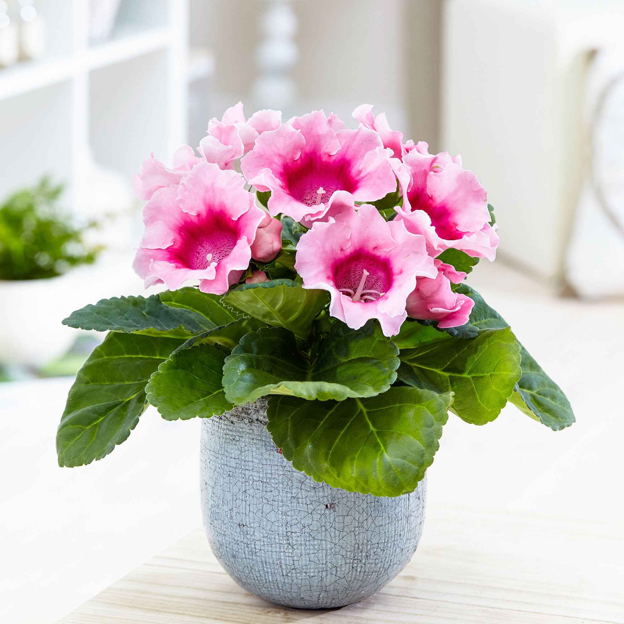 Gloxinia Sinningia speciosa Roze