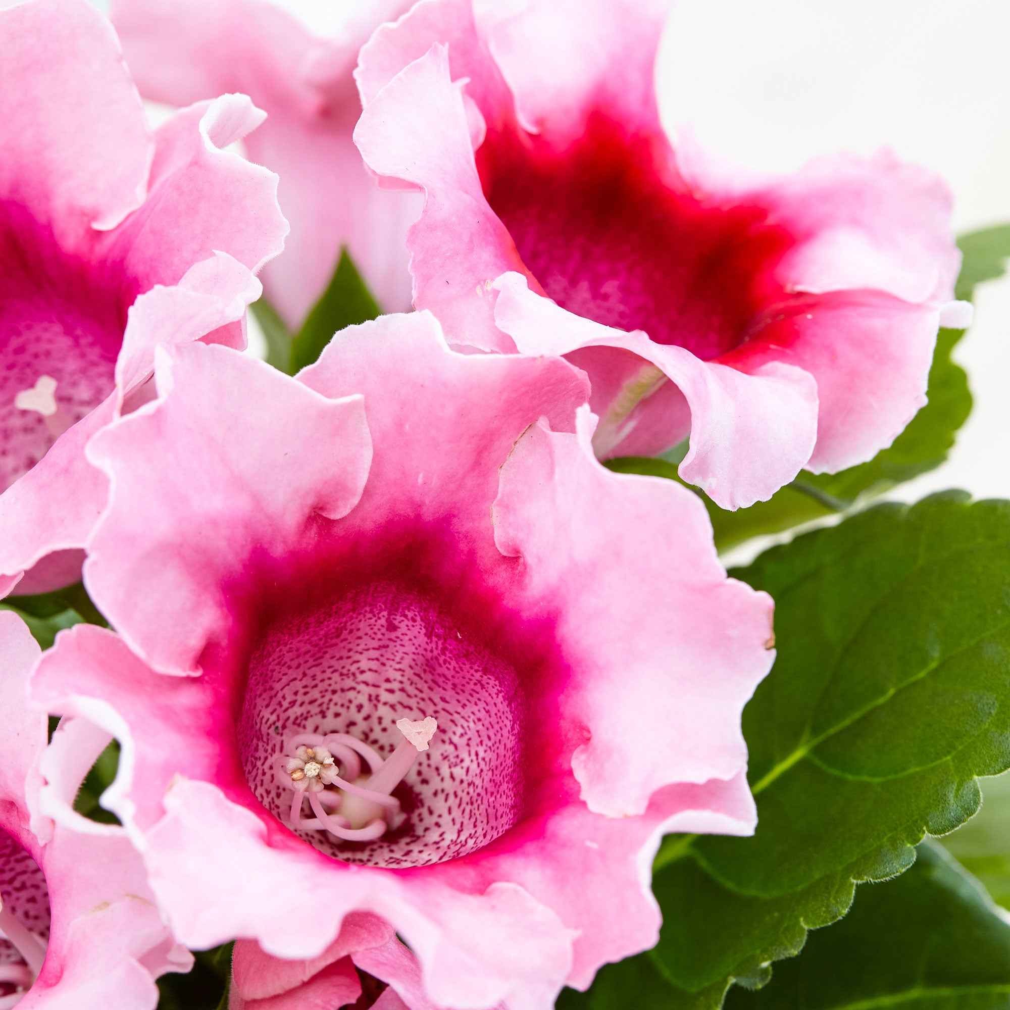 Gloxinia Sinningia speciosa Roze - Image 2