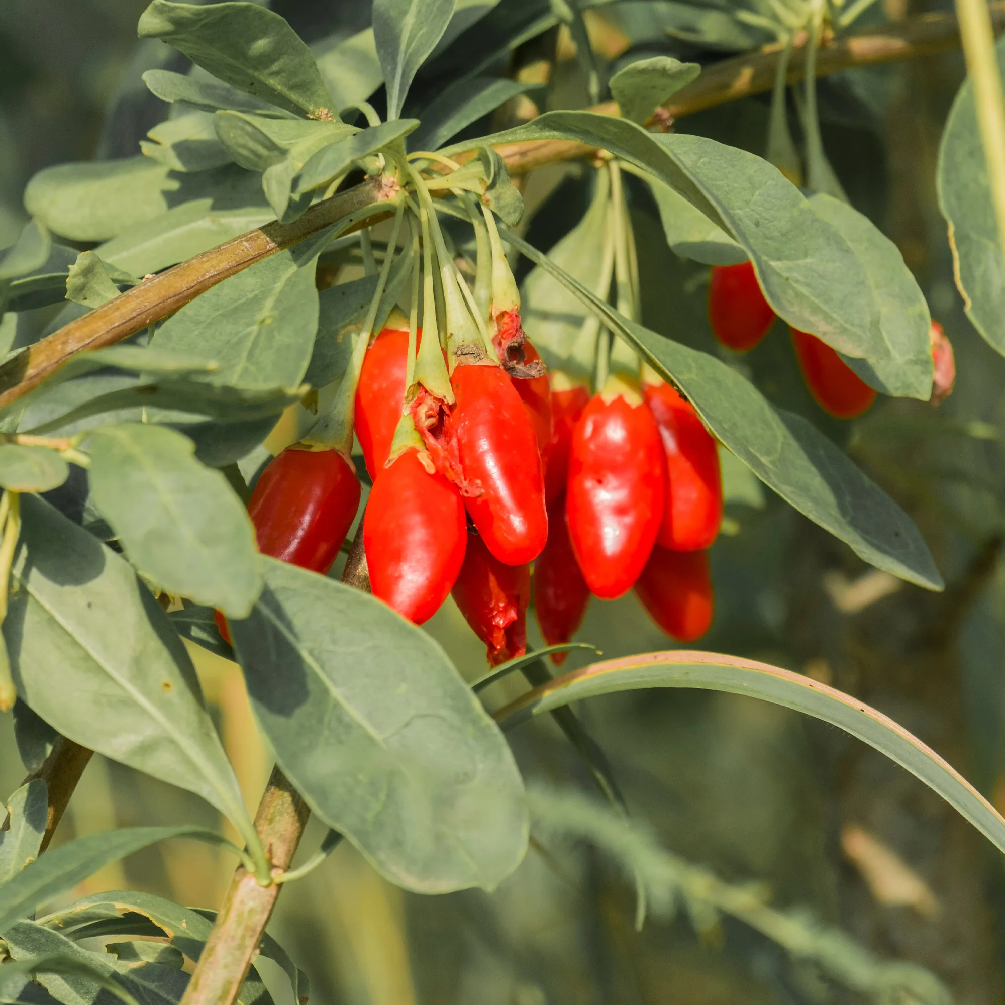 Goji bes - Image 3