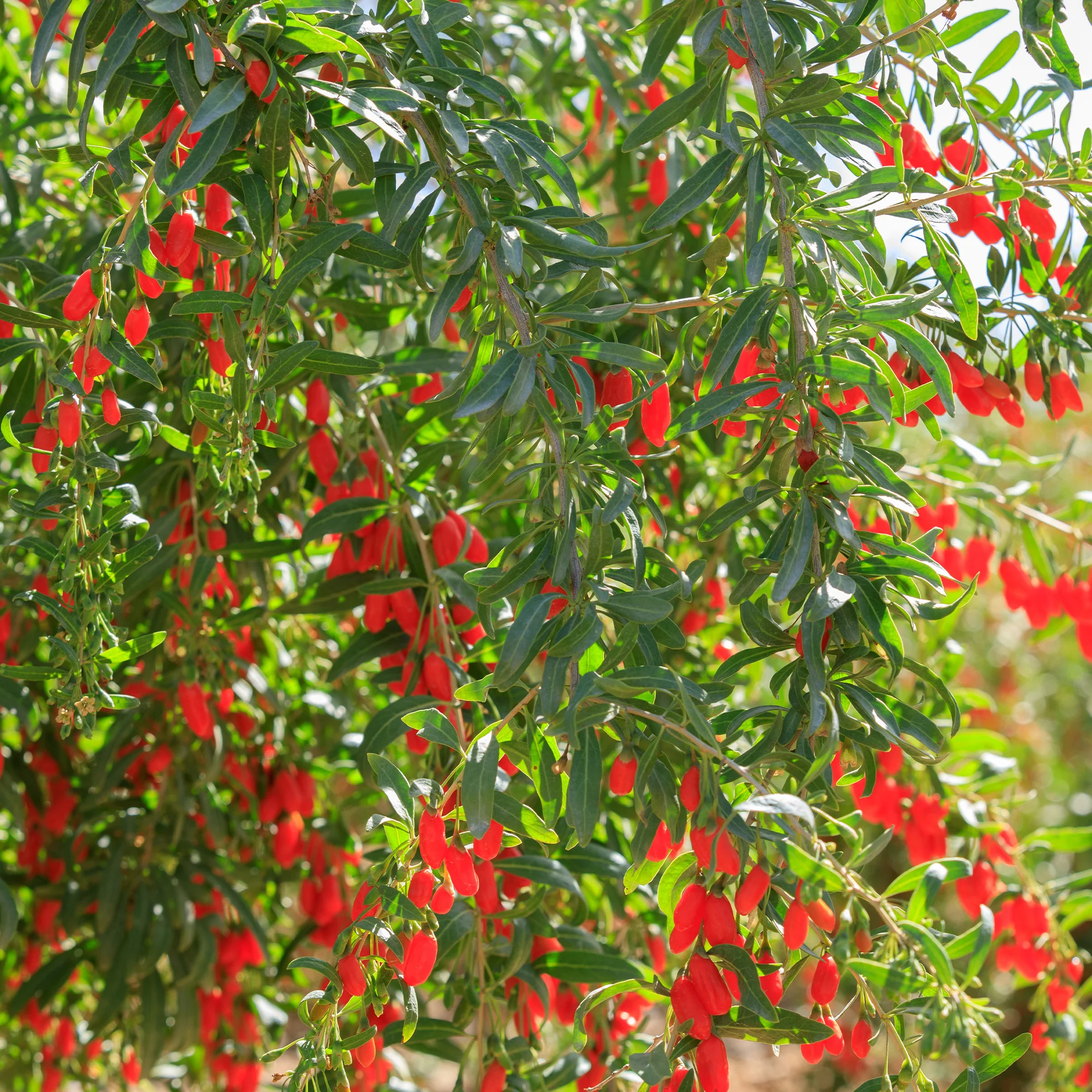 Goji bes - Image 4