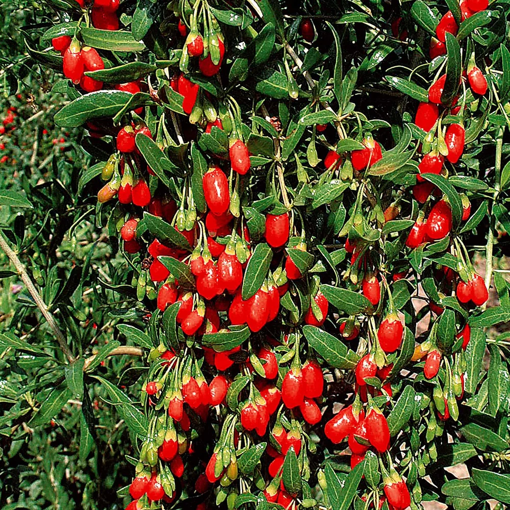 Goji bes - Image 5