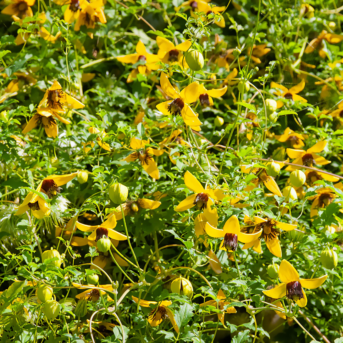Gouden Tiara® Clematis