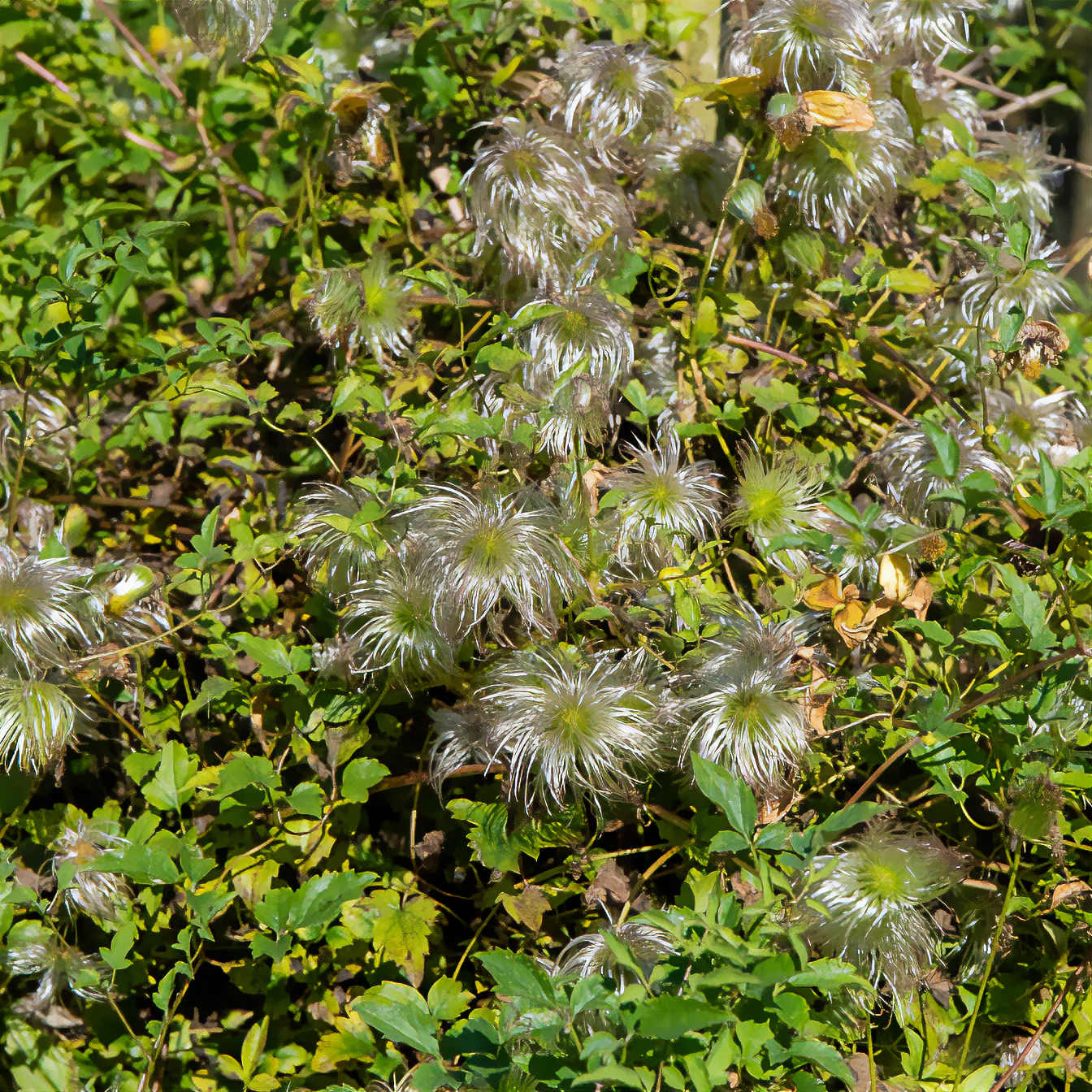 Gouden Tiara® Clematis - Image 2