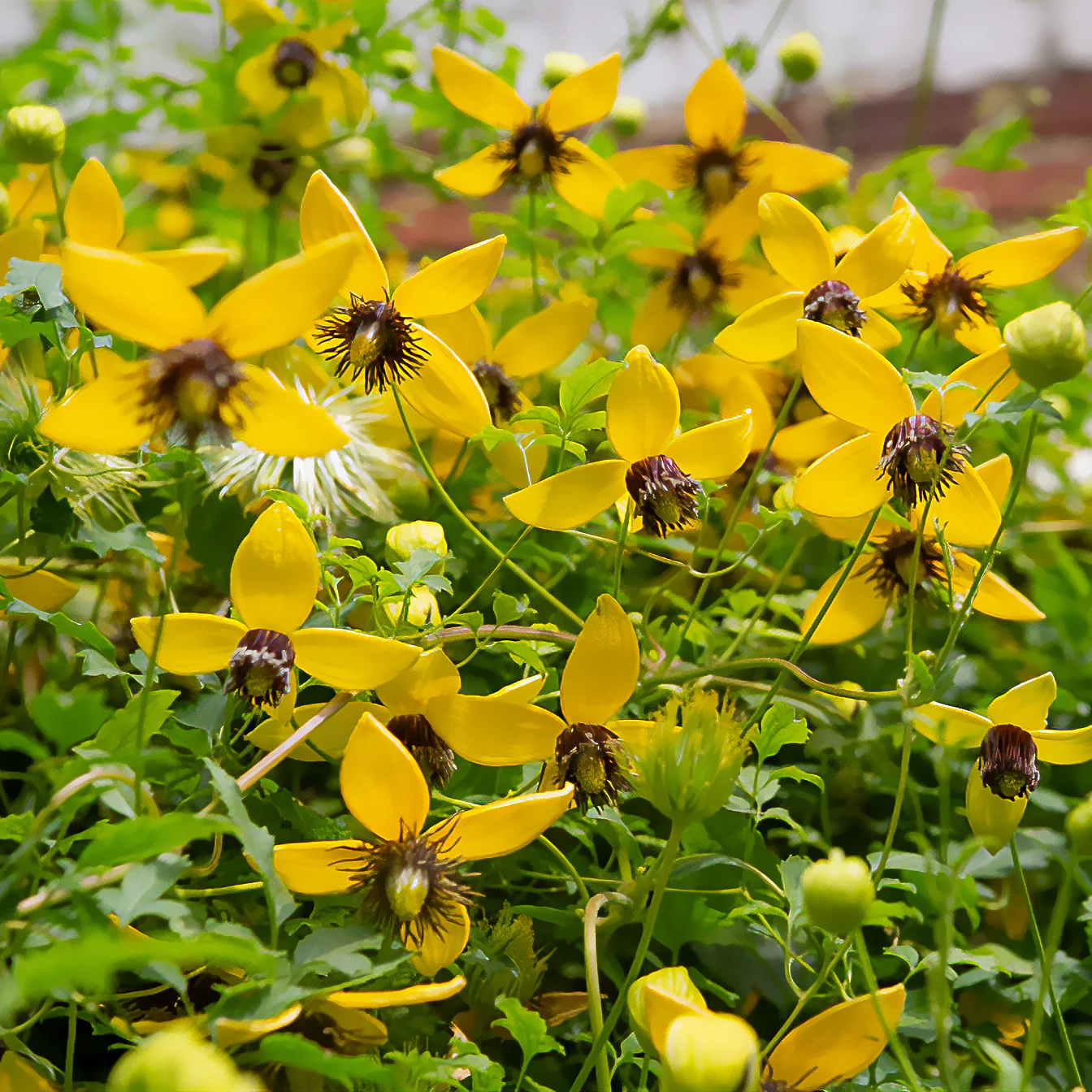 Gouden Tiara® Clematis - Image 4
